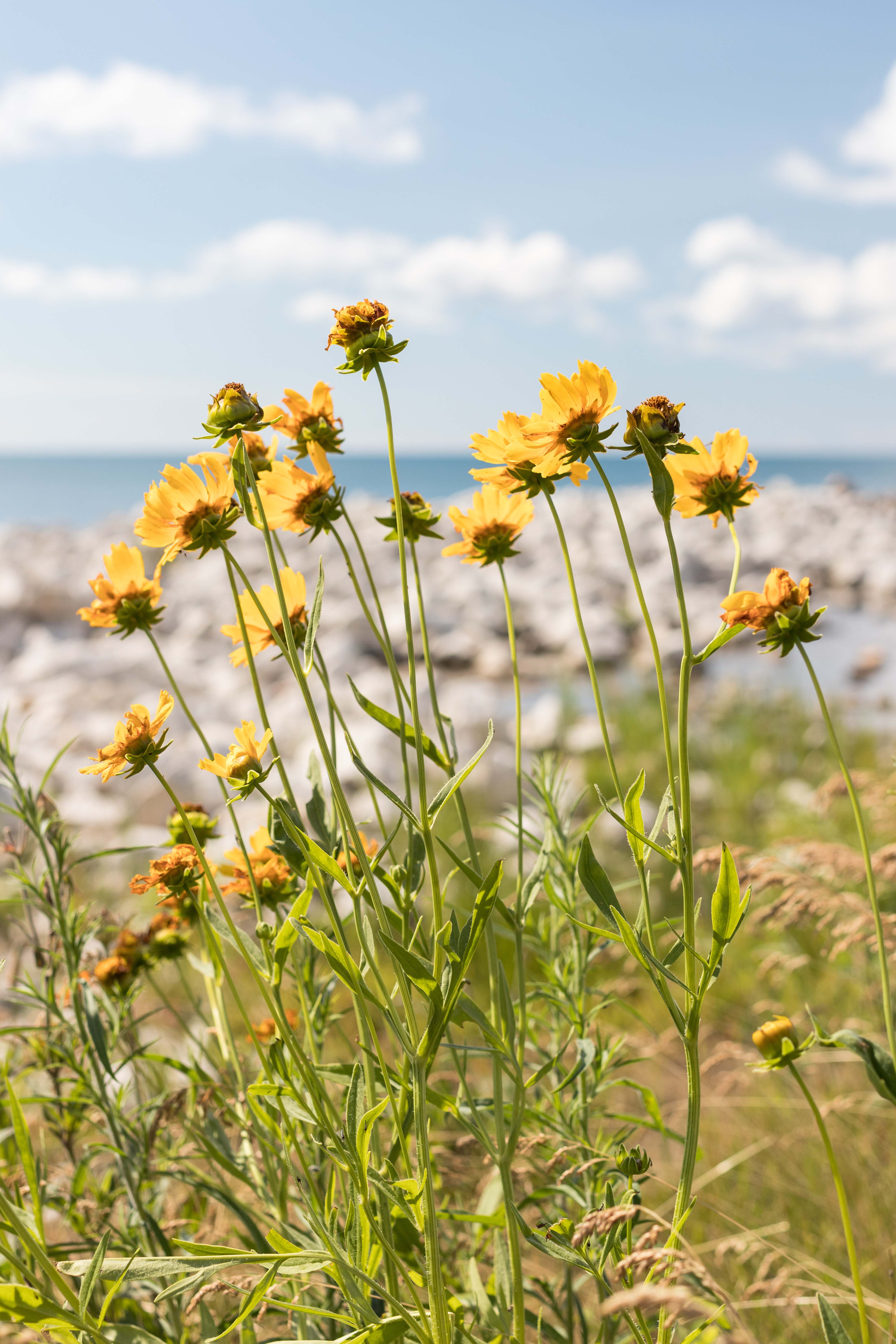 Kenosha Lakefront June 2017 Instagram Meetup | https://www.roseclearfield.com