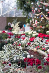 Mitchell Park Domes Naughty or Nice Holiday Floral Show | https://www.roseclearfield.com