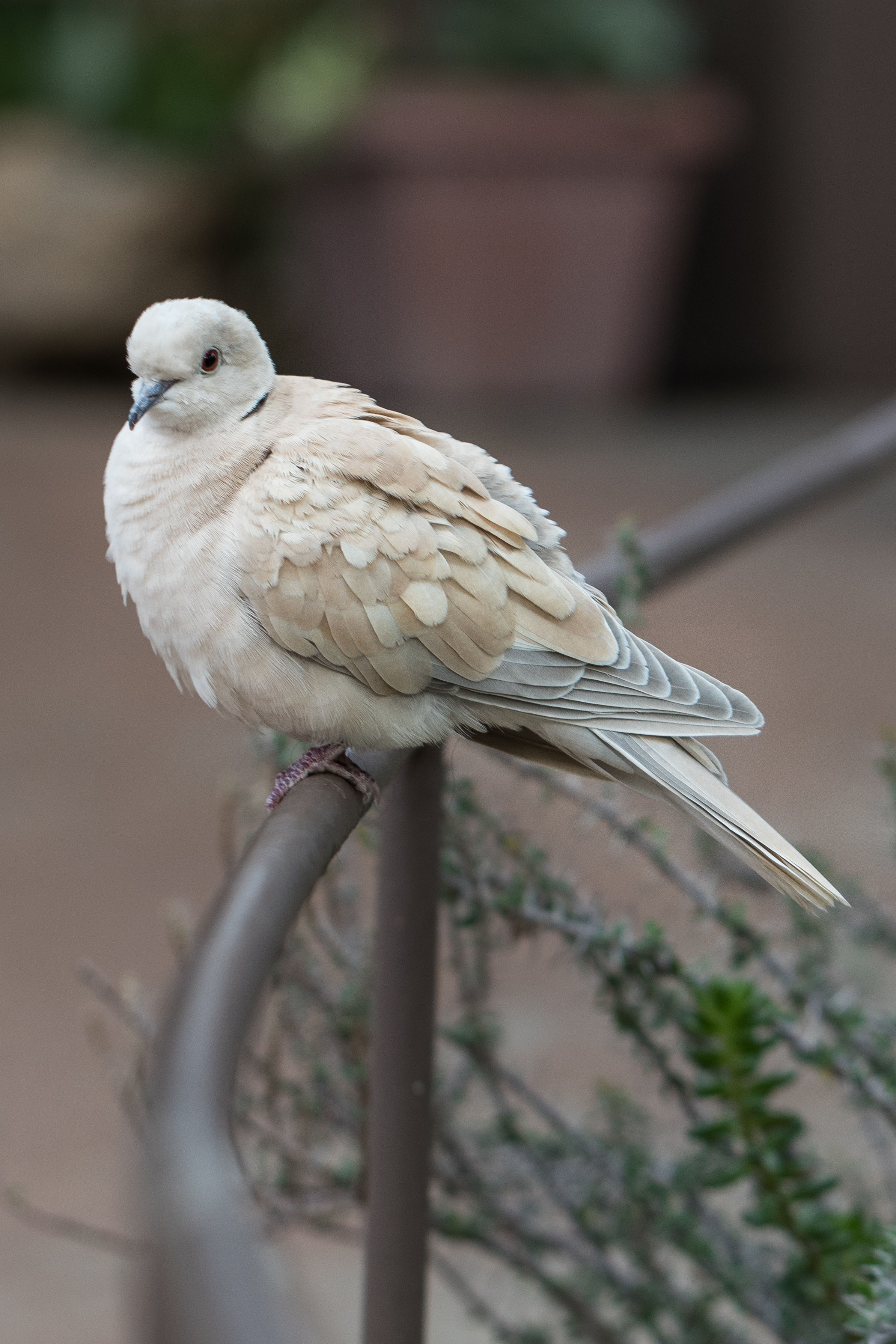 Doves at the Domes | https://www.roseclearfield.com