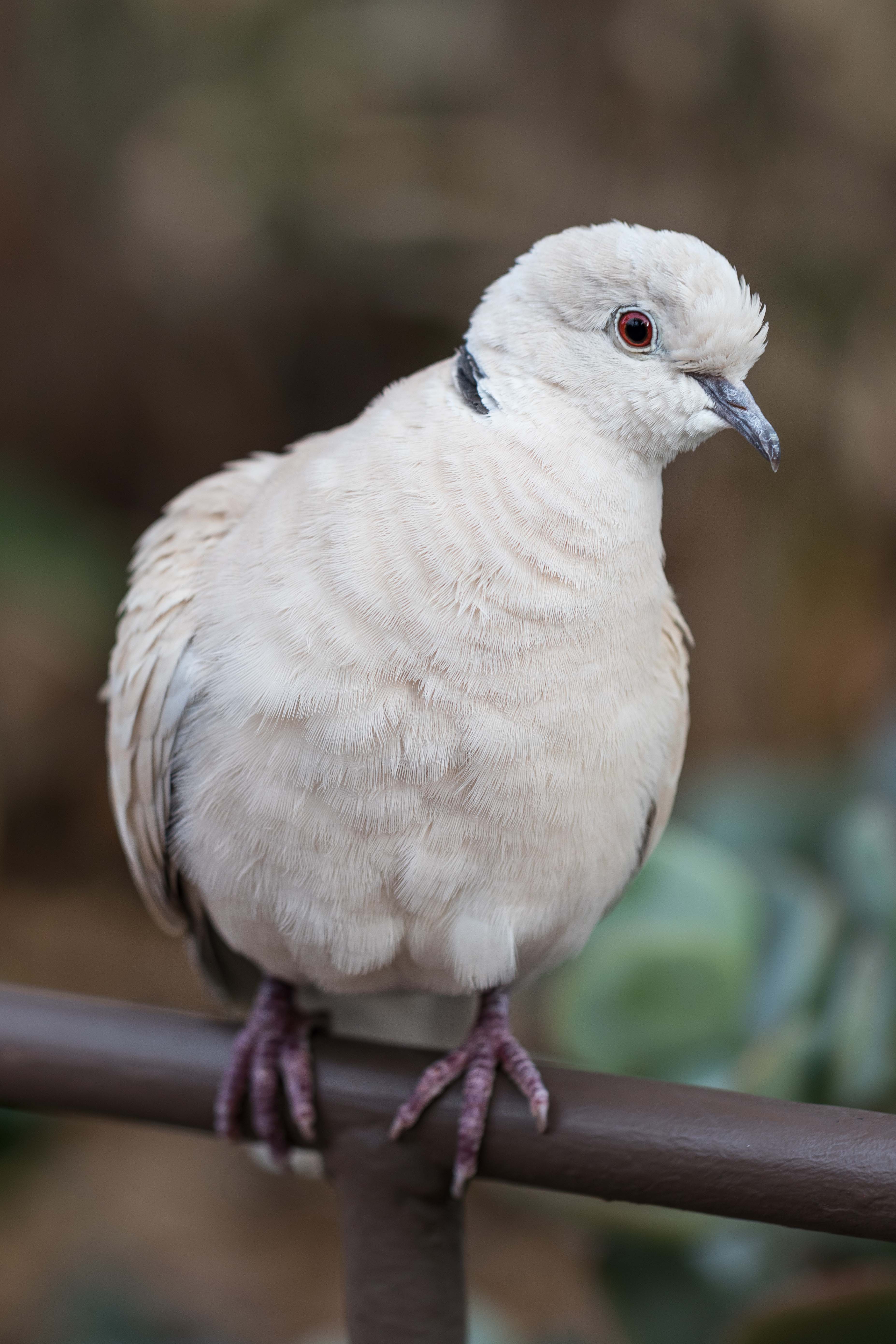 Doves at the Domes | https://www.roseclearfield.com