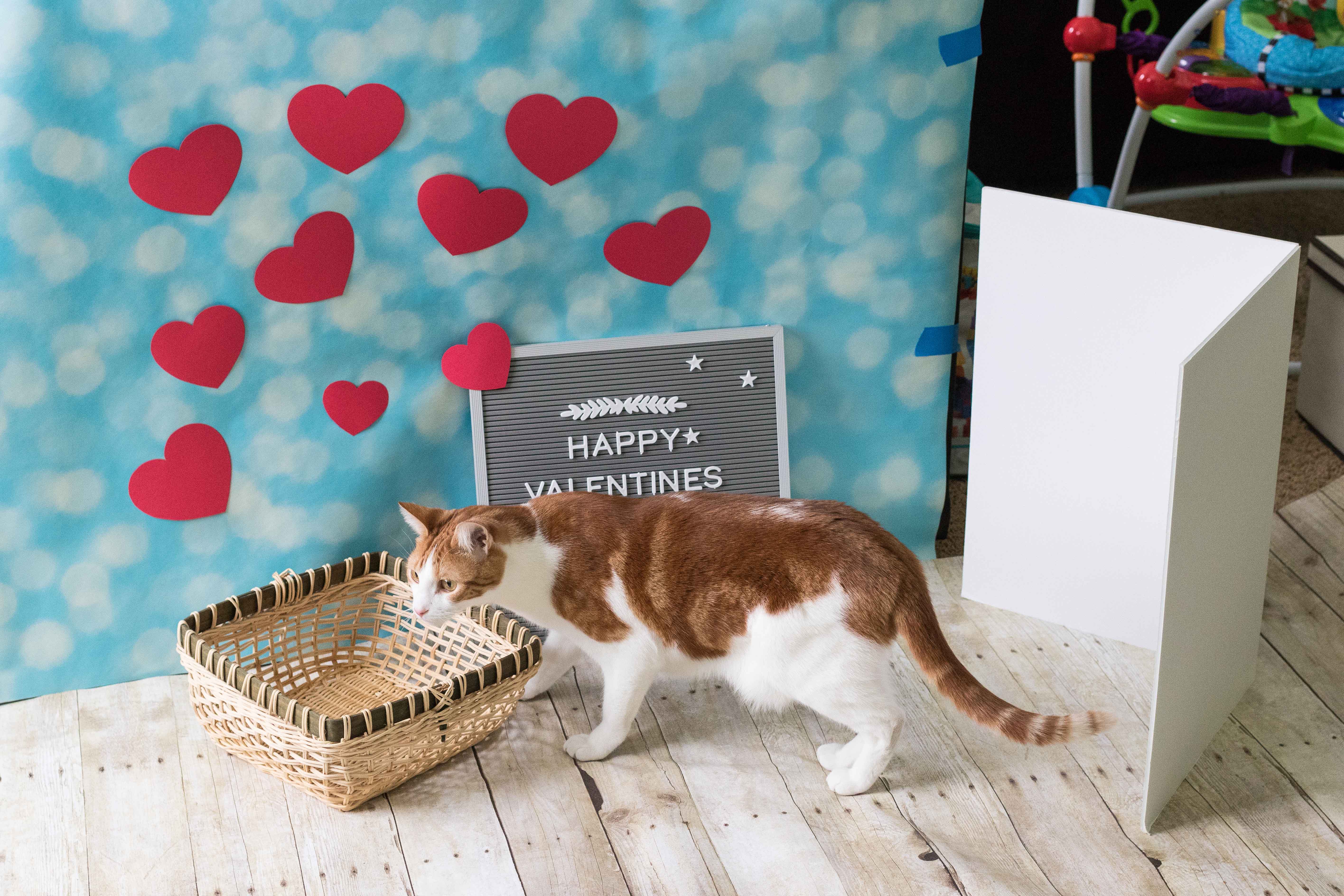 Valentine's Day Baby Photo Idea Setup | https://www.roseclearfield.com