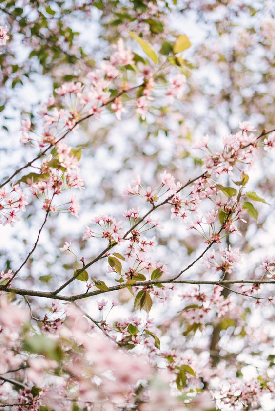 Pink Flowers via https://www.pinterest.com/pin/265993921726549965/ | https://www.roseclearfield.com