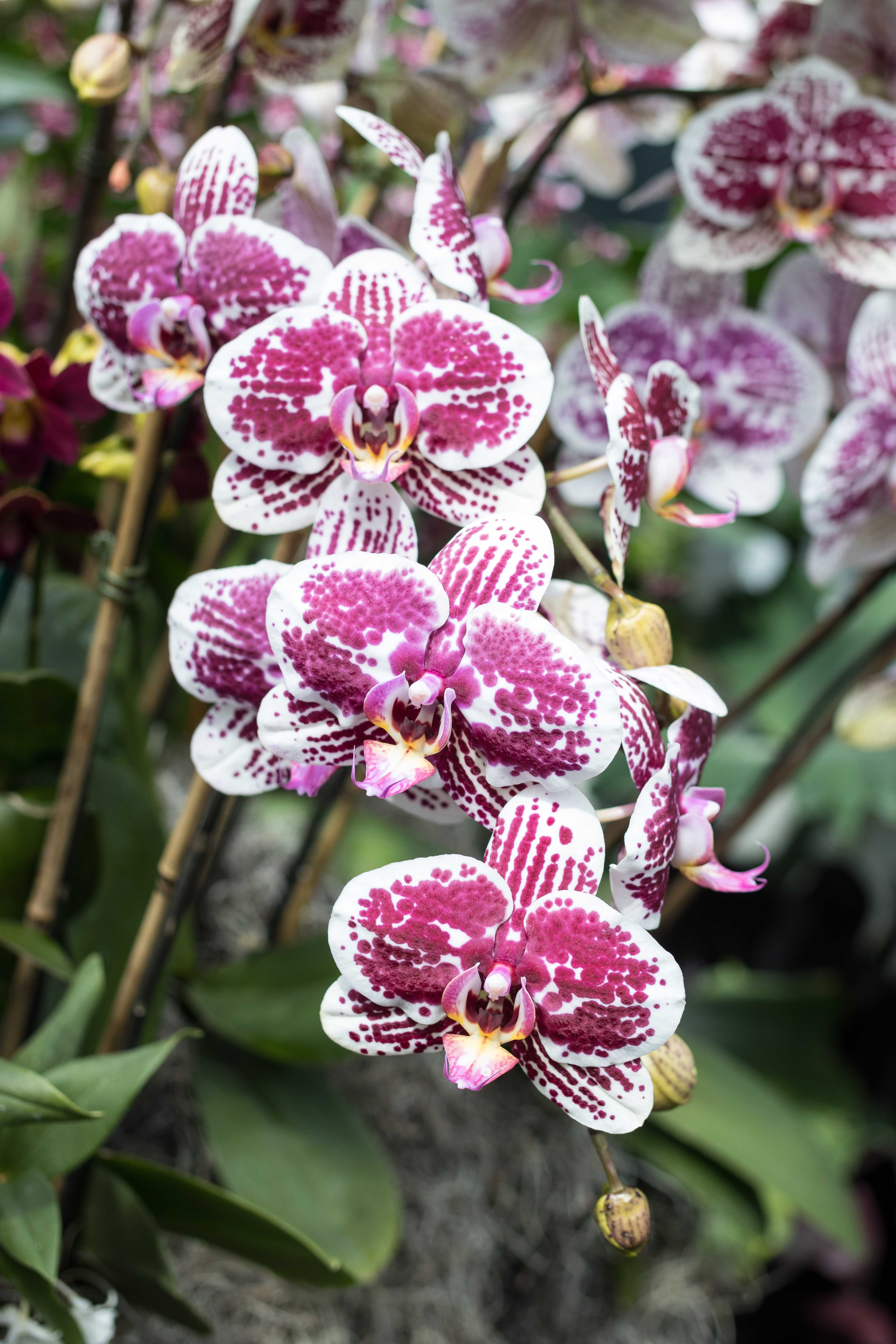 Asia in Bloom Orchid Show, Chicago Botanic Garden | https://www.roseclearfield.com