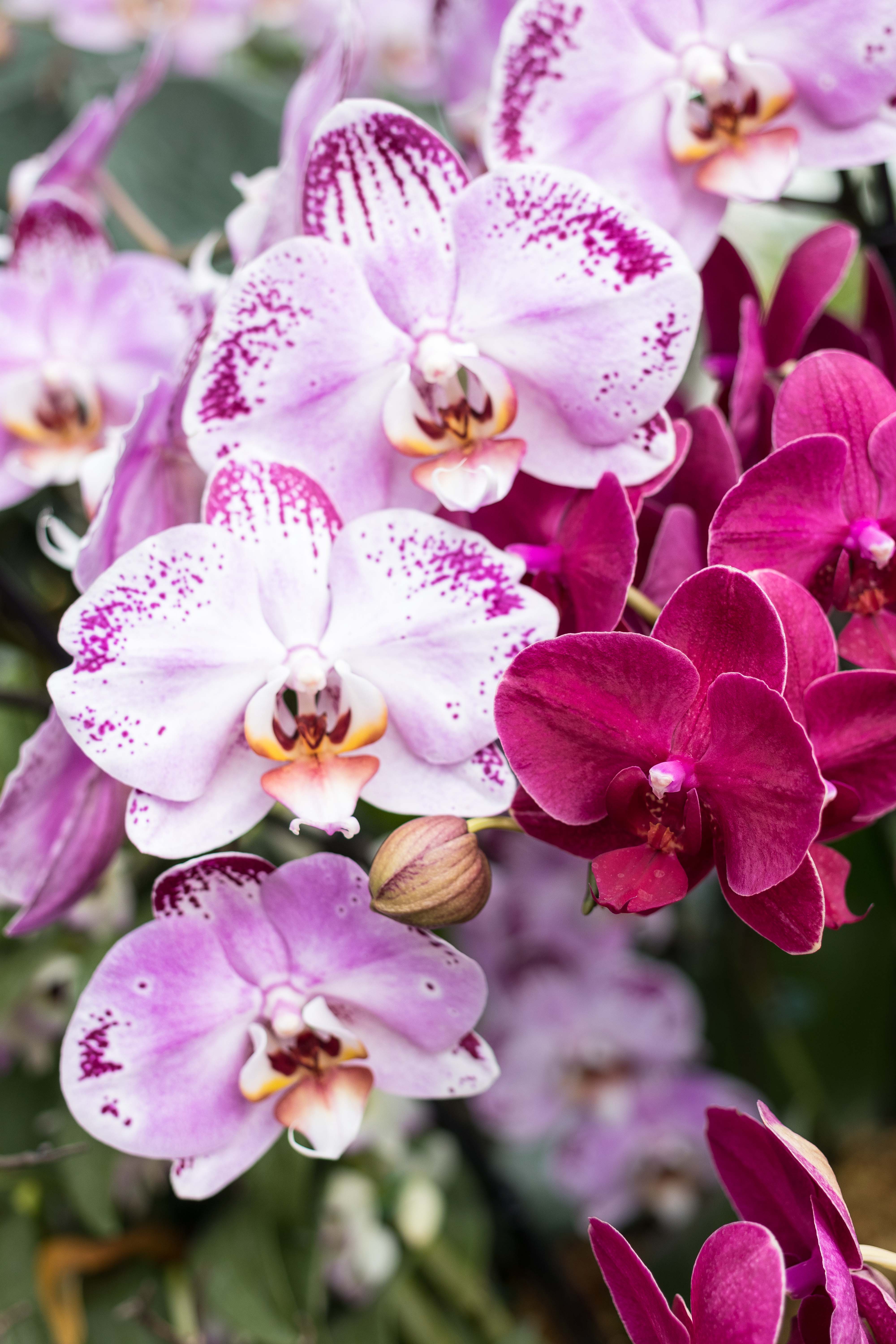 Asia in Bloom Orchid Show, Chicago Botanic Garden | https://www.roseclearfield.com