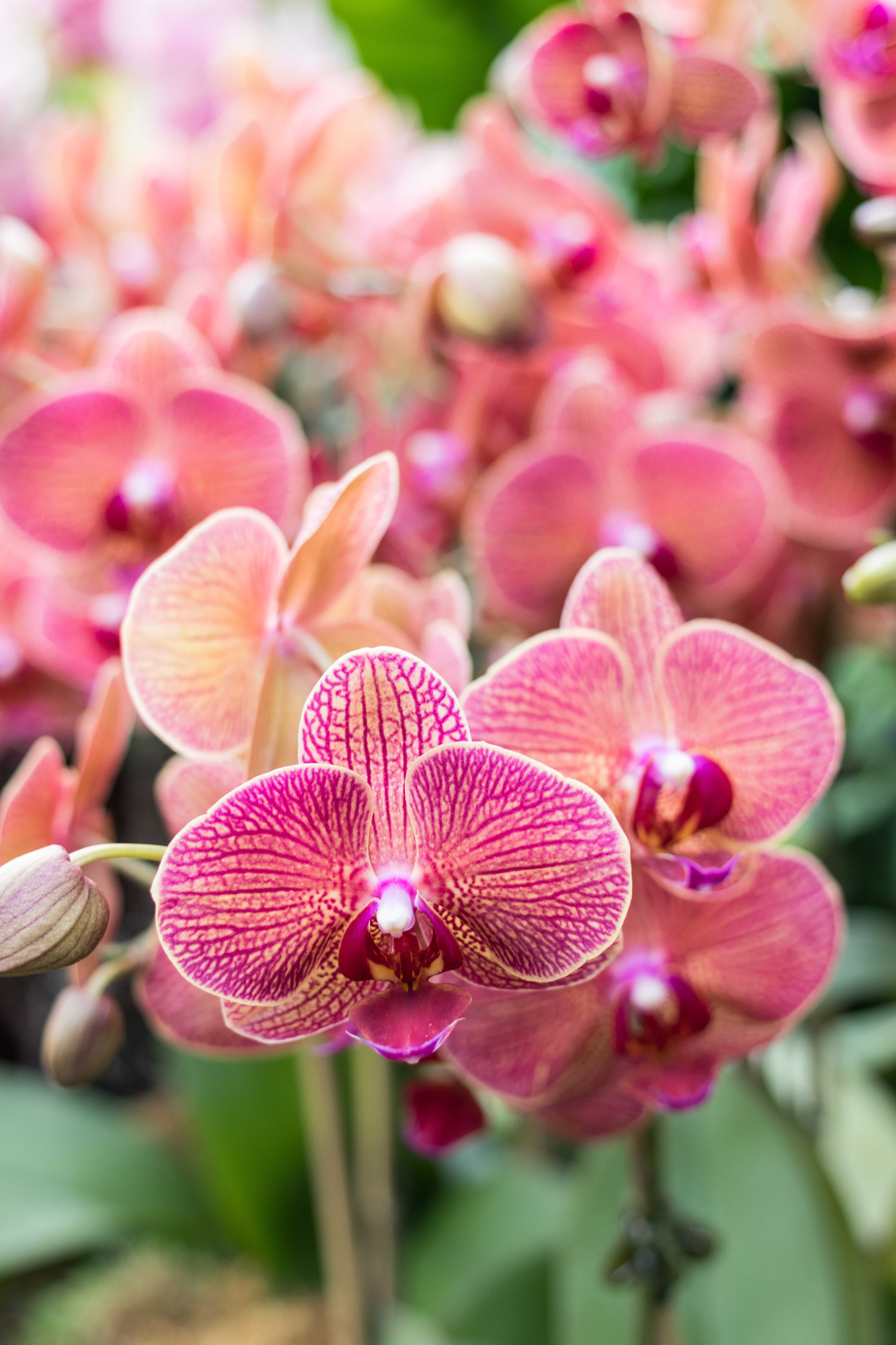 Asia in Bloom Orchid Show, Chicago Botanic Garden | https://www.roseclearfield.com