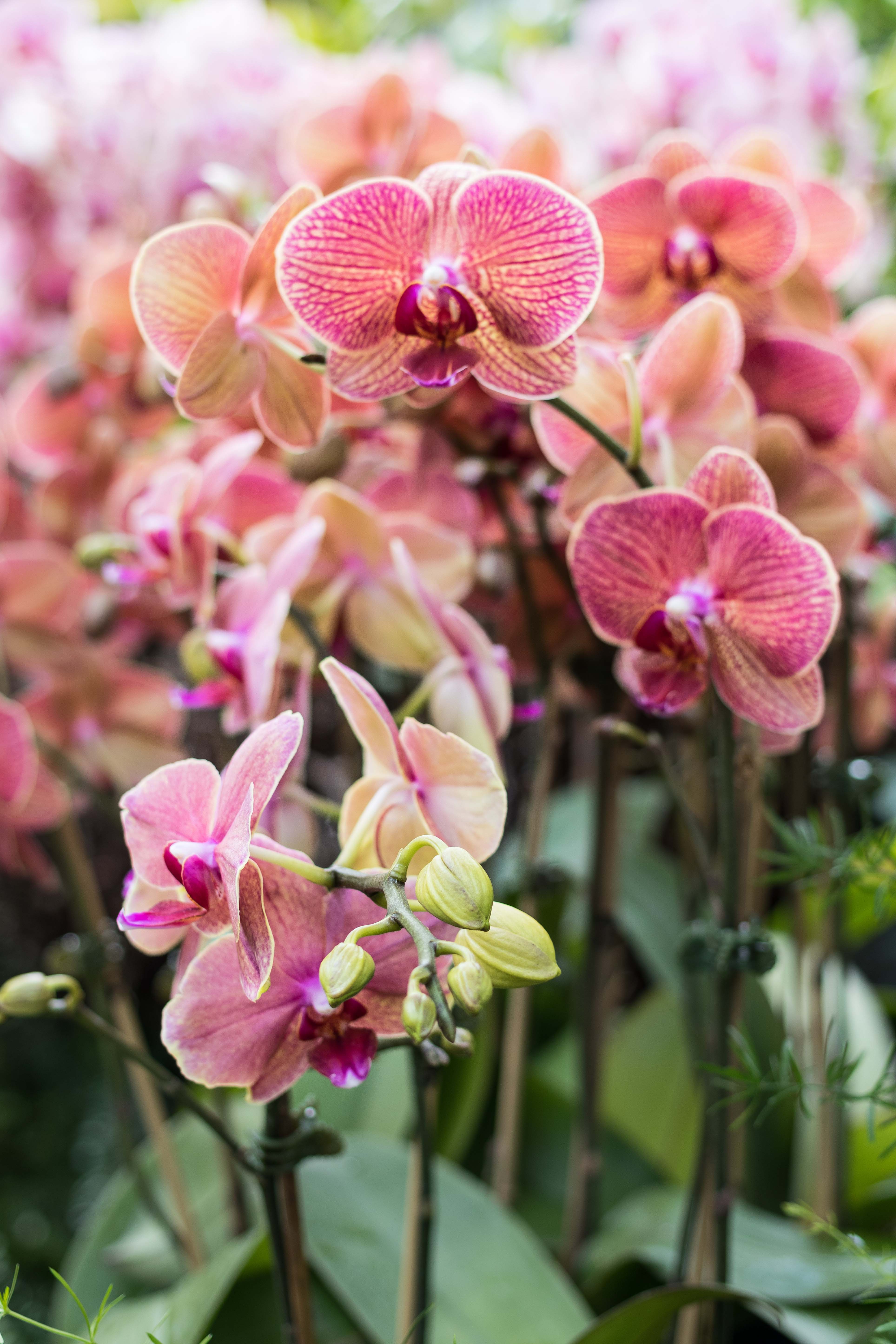 Asia in Bloom Orchid Show, Chicago Botanic Garden | https://www.roseclearfield.com