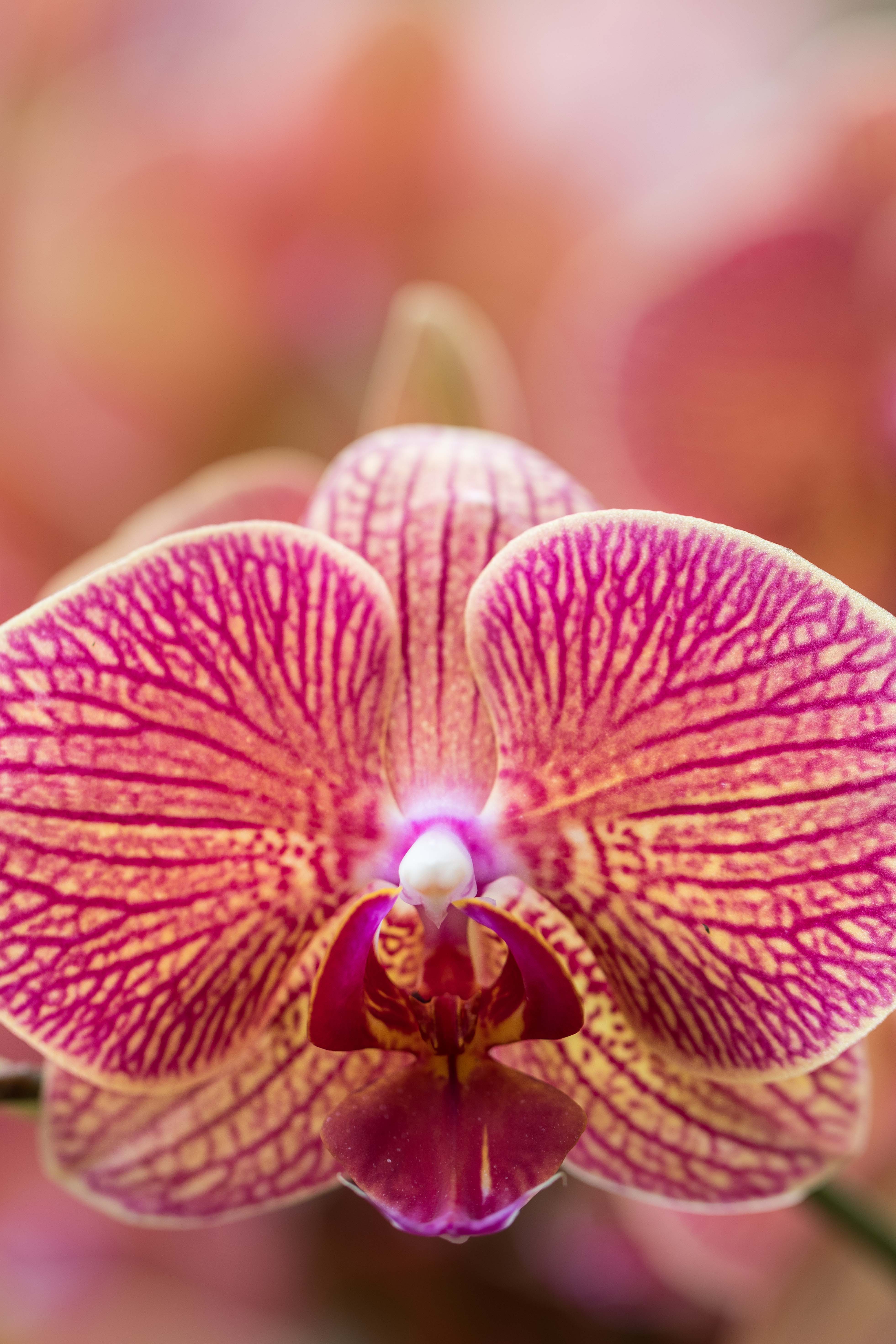 Asia in Bloom Orchid Show, Chicago Botanic Garden | https://www.roseclearfield.com