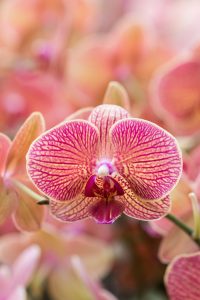 Asia in Bloom Orchid Show, Chicago Botanic Garden | https://www.roseclearfield.com