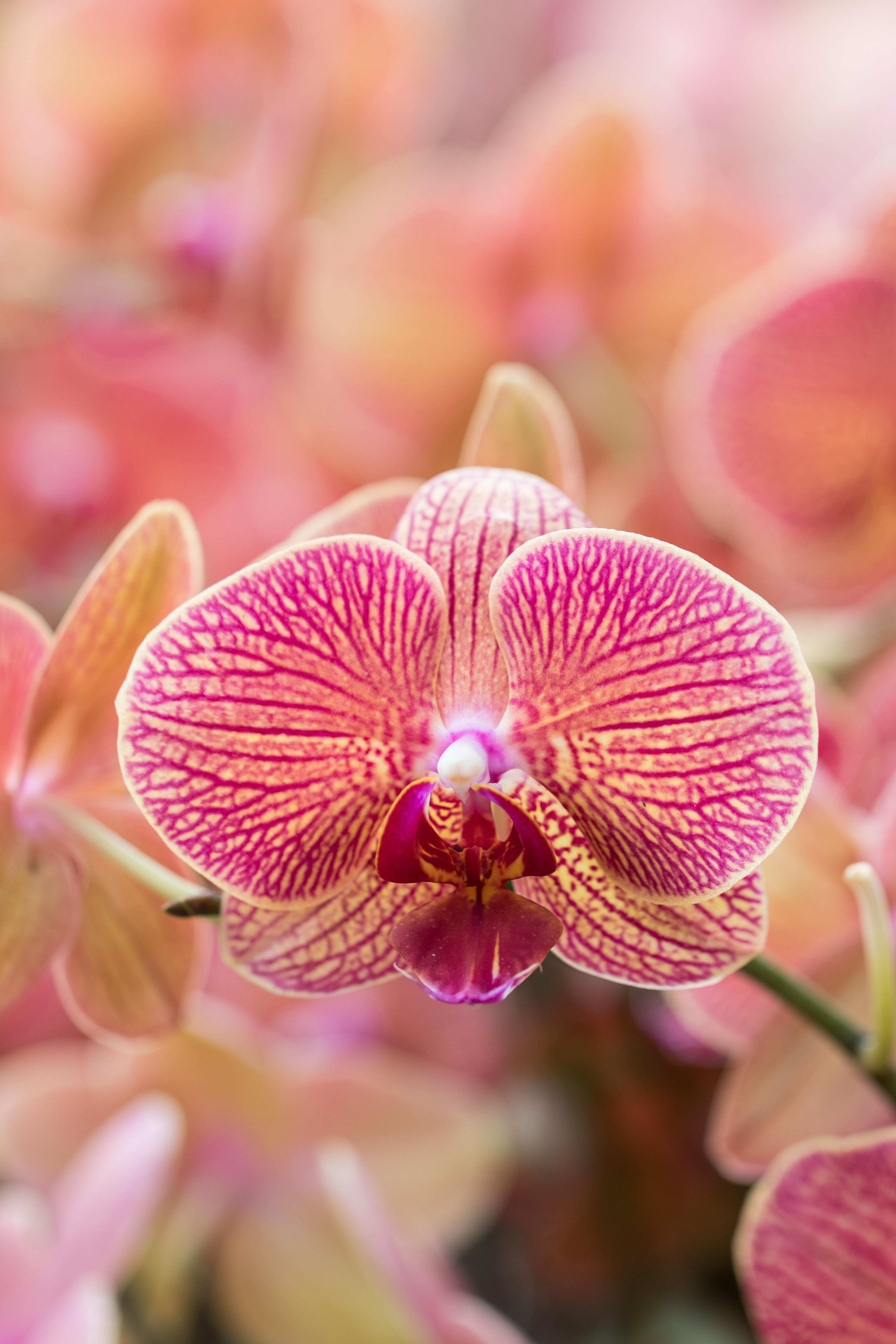 Asia in Bloom Orchid Show, Chicago Botanic Garden | https://www.roseclearfield.com