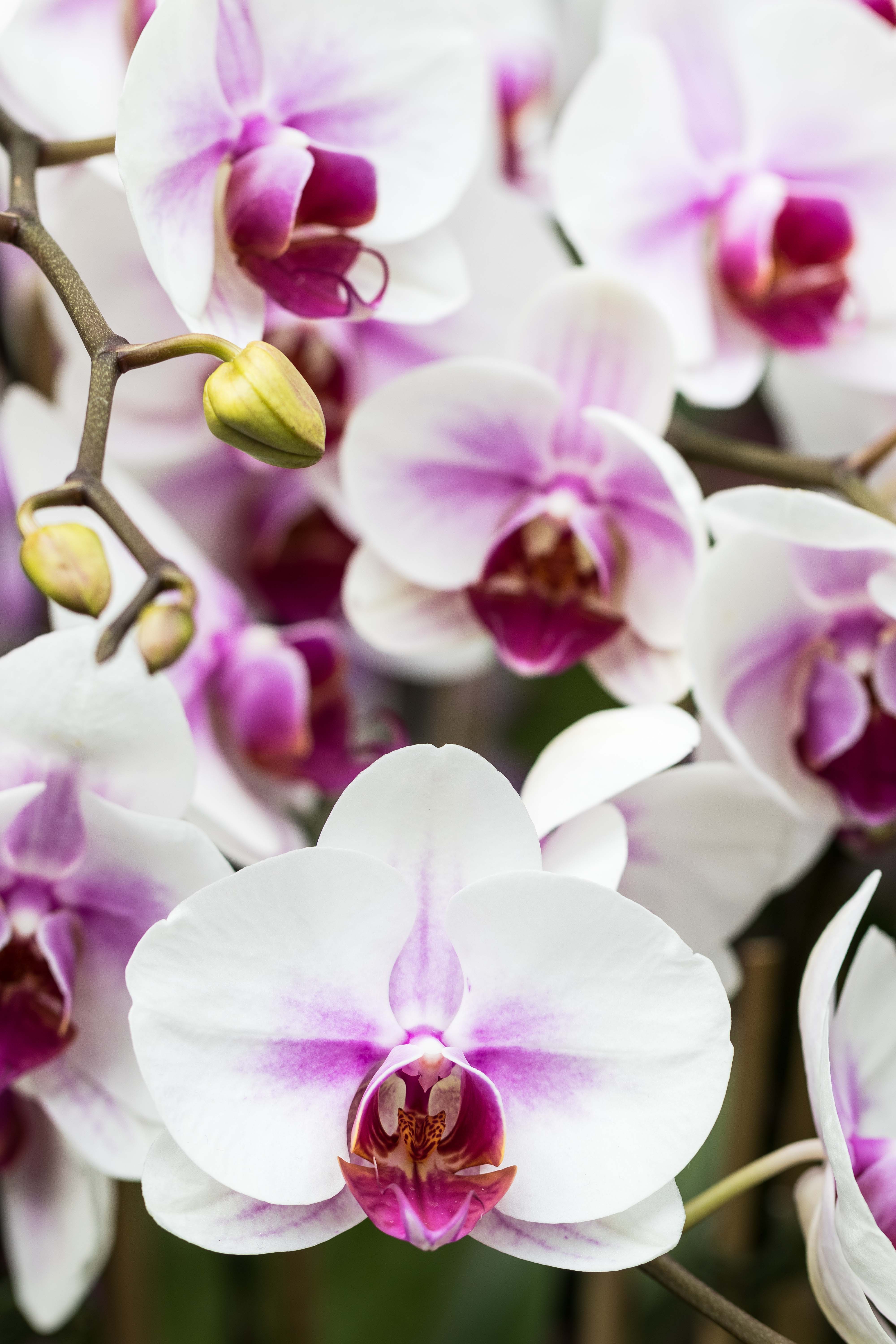 Asia in Bloom Orchid Show, Chicago Botanic Garden | https://www.roseclearfield.com