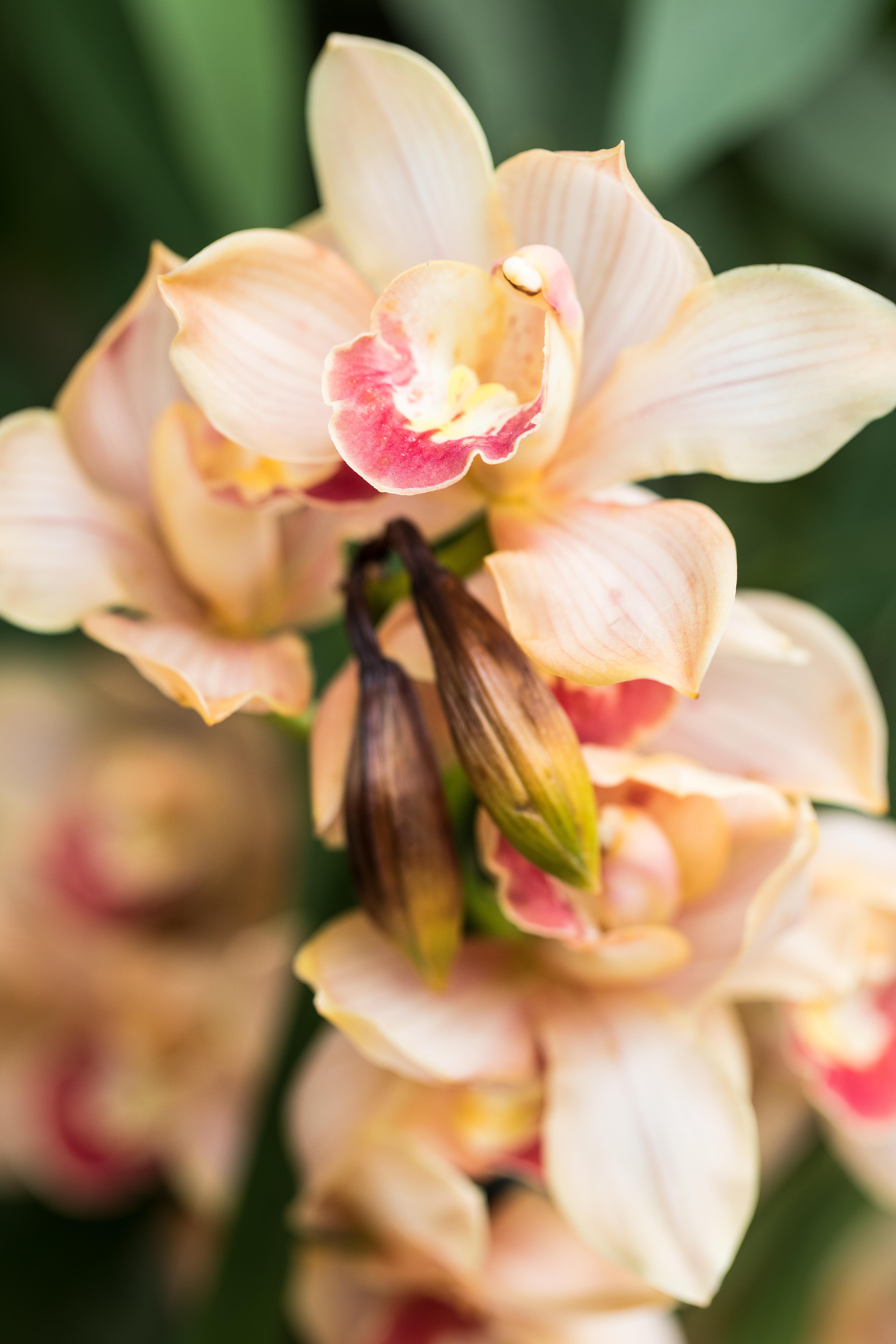 Asia in Bloom Orchid Show, Chicago Botanic Garden | https://www.roseclearfield.com