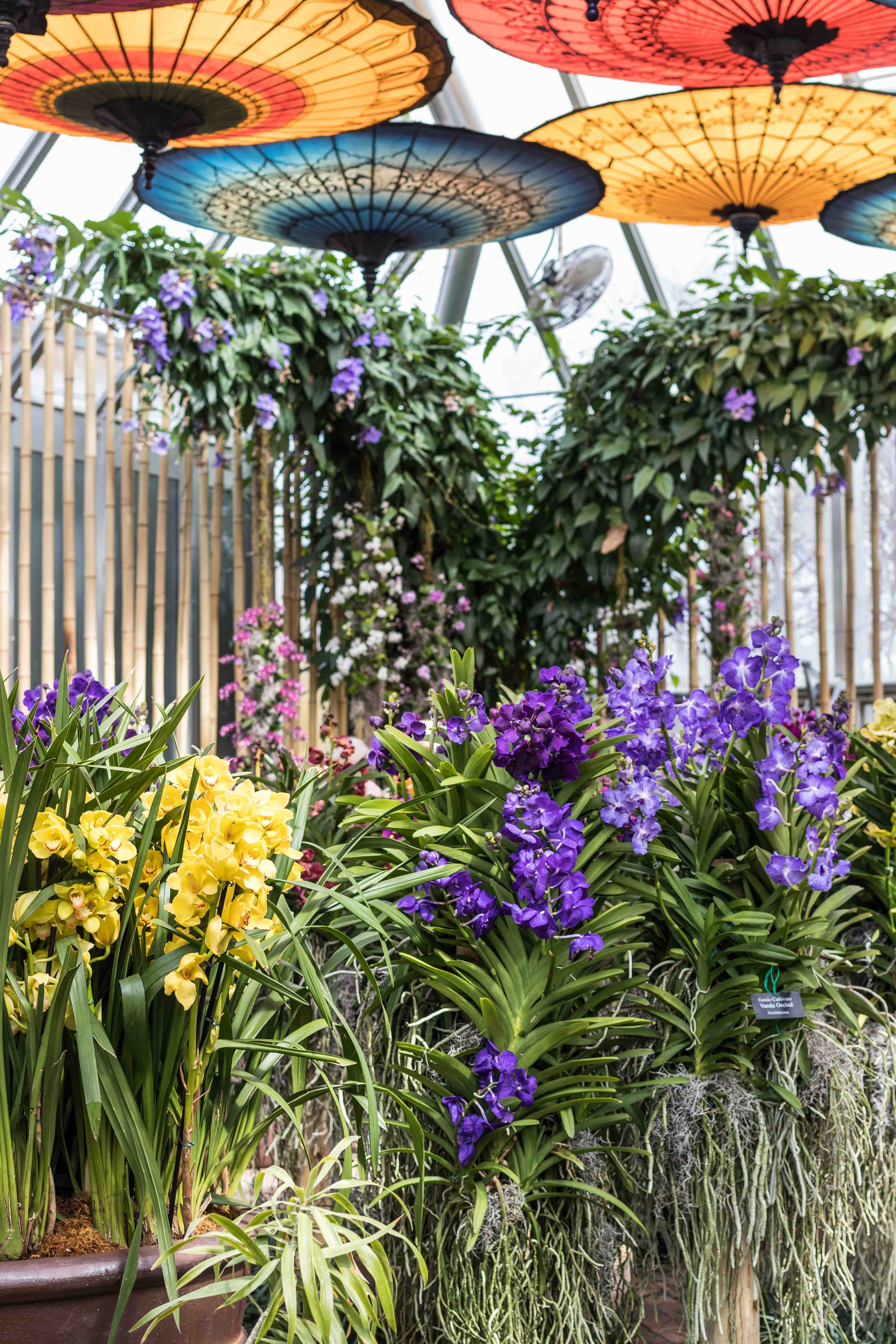 Asia in Bloom Orchid Show, Chicago Botanic Garden | https://www.roseclearfield.com