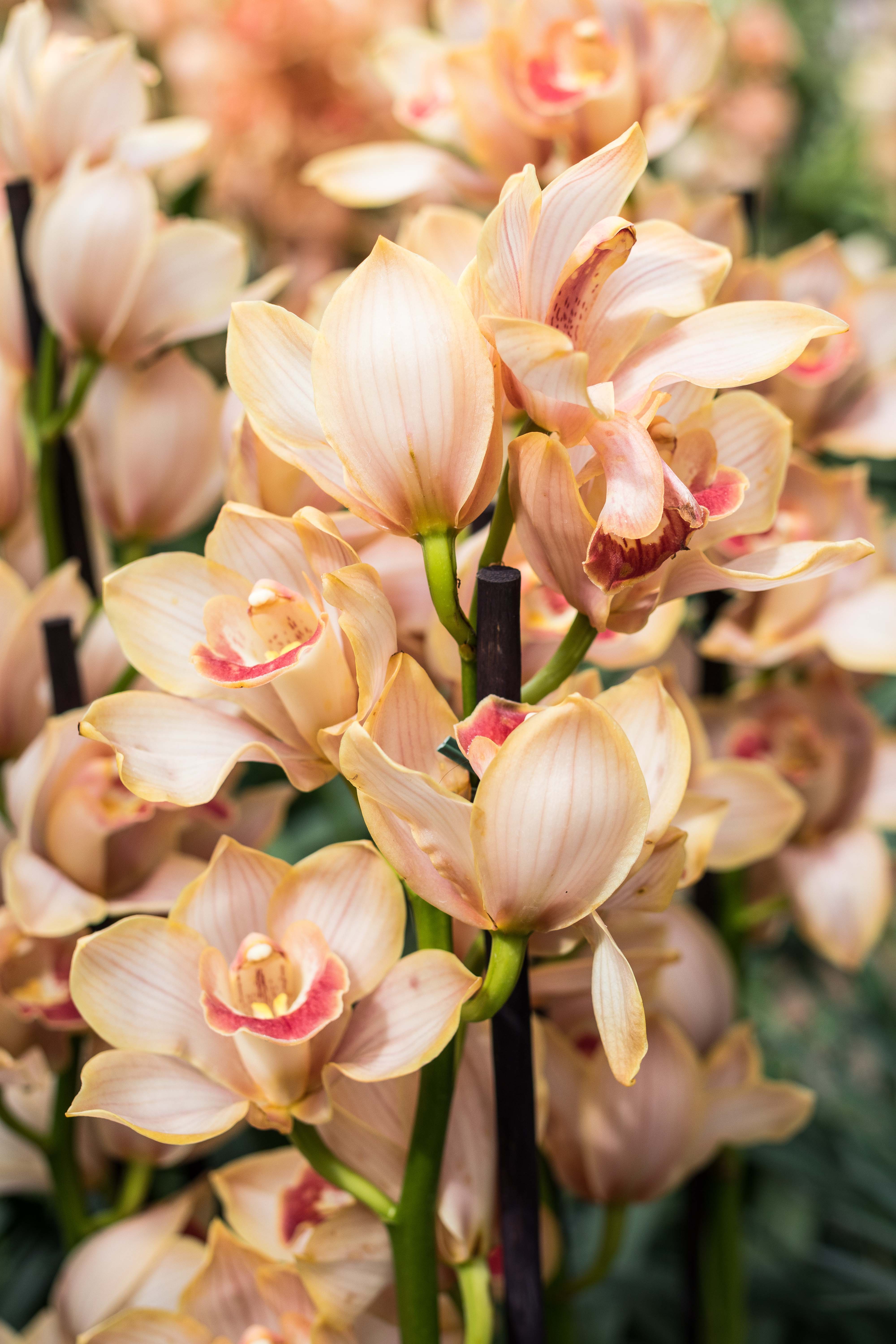 Asia in Bloom Orchid Show, Chicago Botanic Garden | https://www.roseclearfield.com