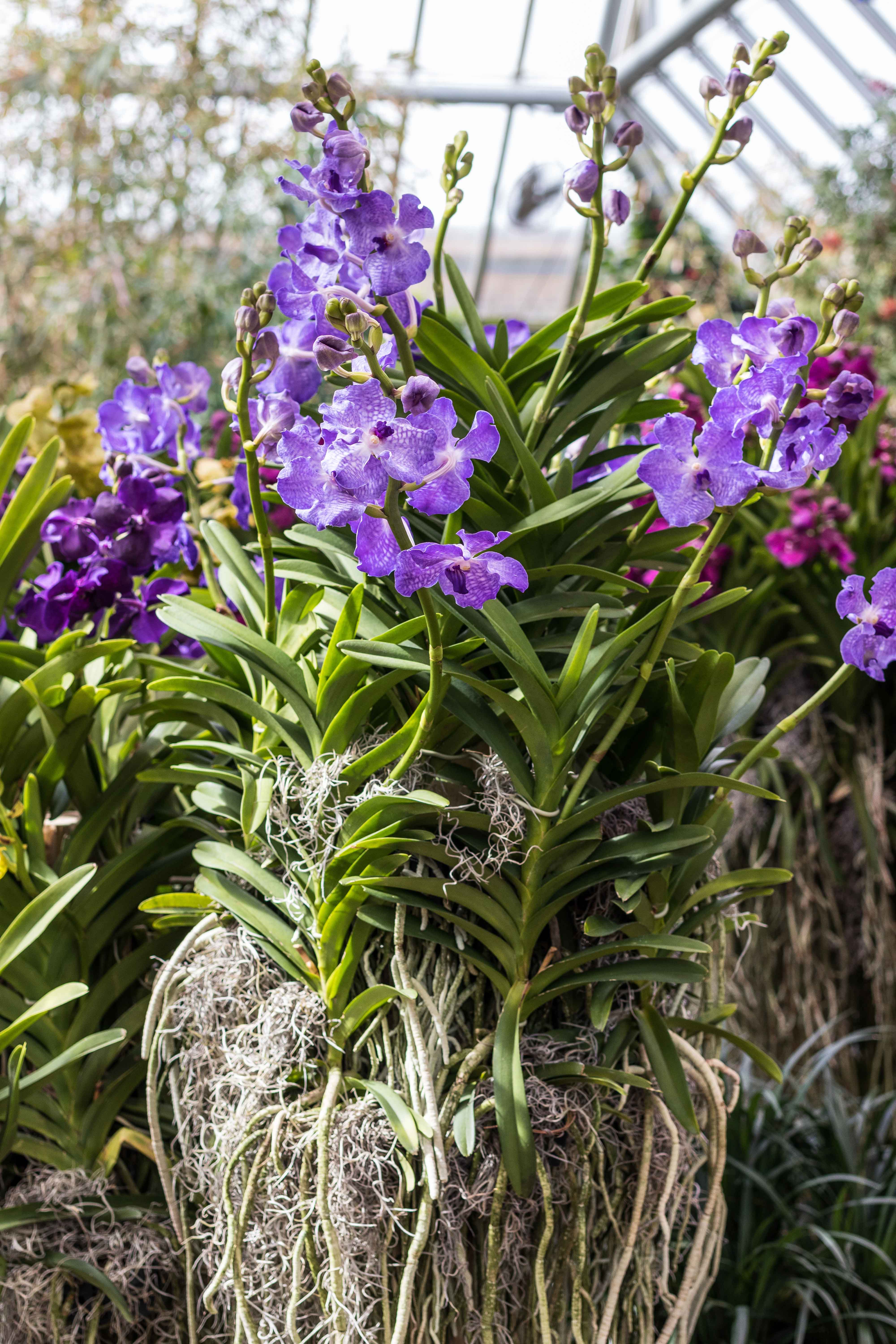 Asia in Bloom Orchid Show, Chicago Botanic Garden | https://www.roseclearfield.com