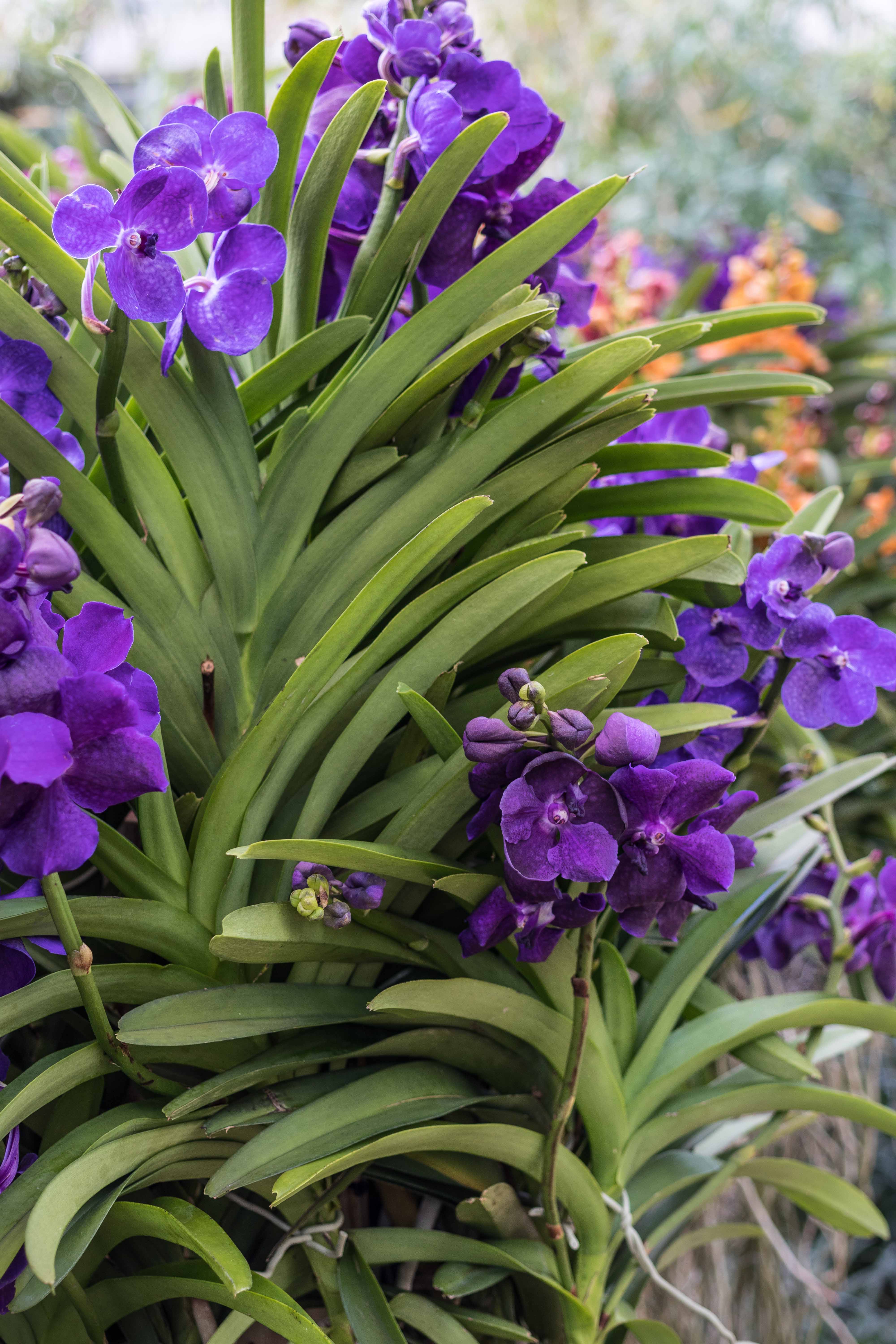 Asia in Bloom Orchid Show, Chicago Botanic Garden | https://www.roseclearfield.com