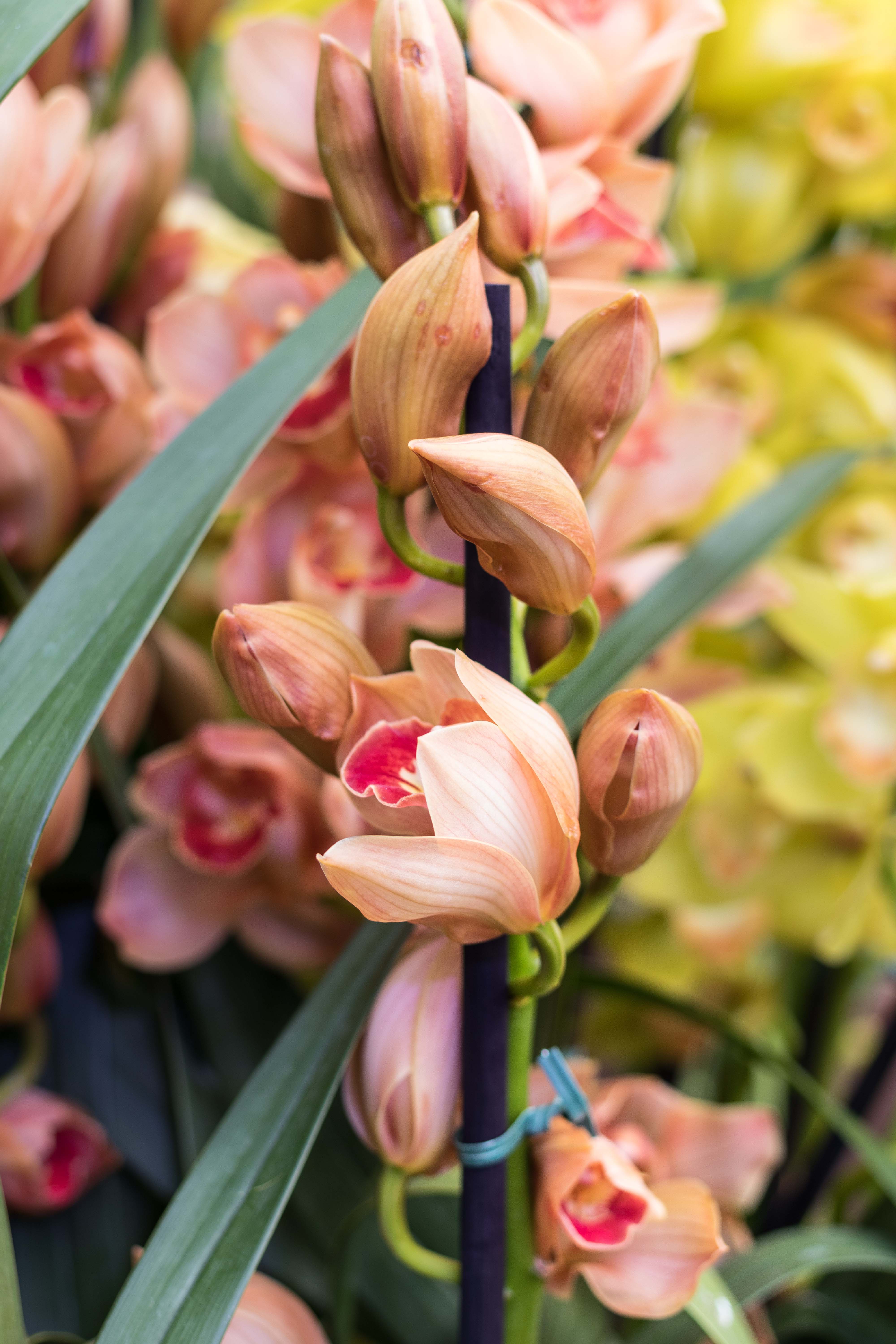 Asia in Bloom Orchid Show, Chicago Botanic Garden | https://www.roseclearfield.com