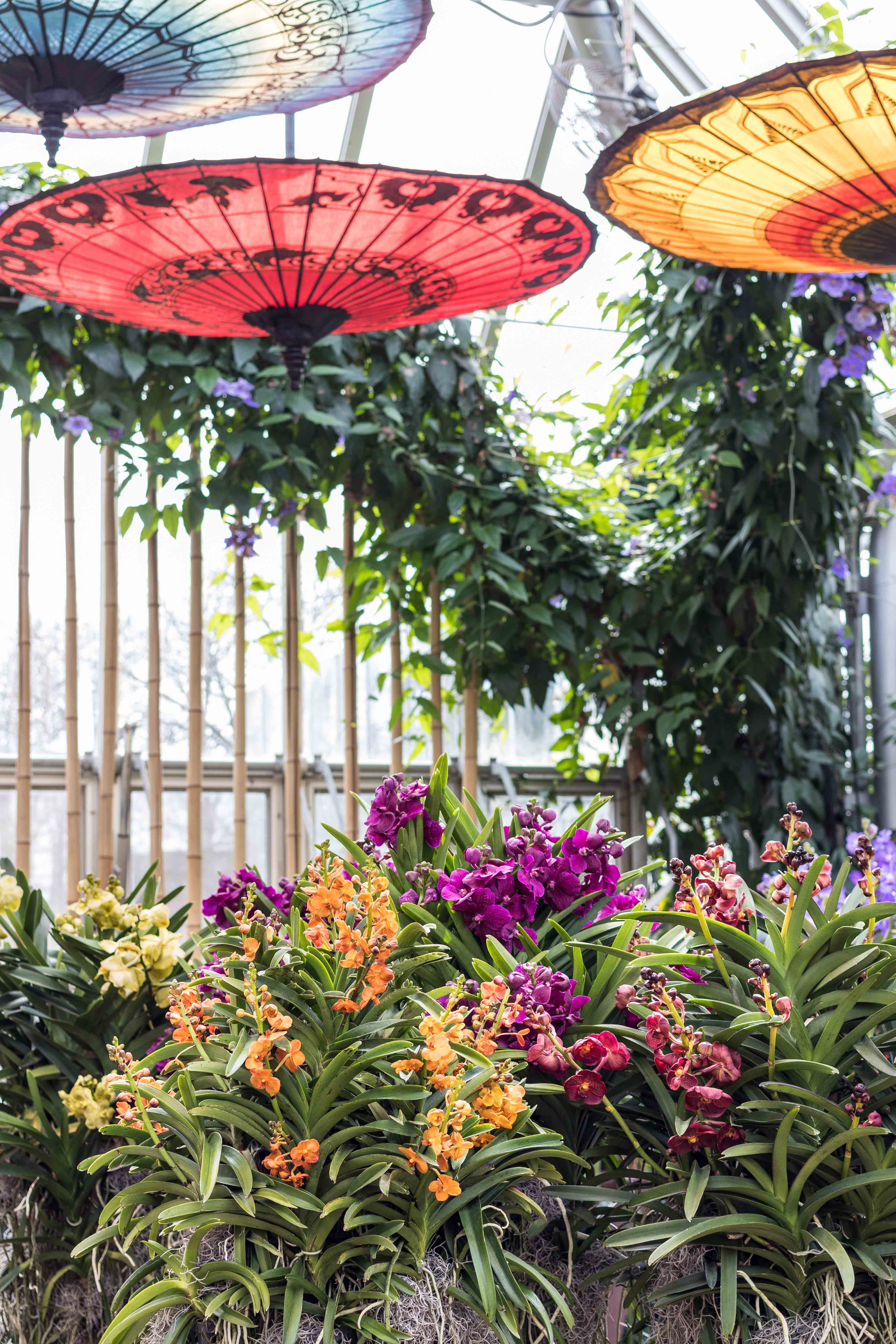 Asia in Bloom The Orchid Show at the Chicago Botanic Garden • Rose