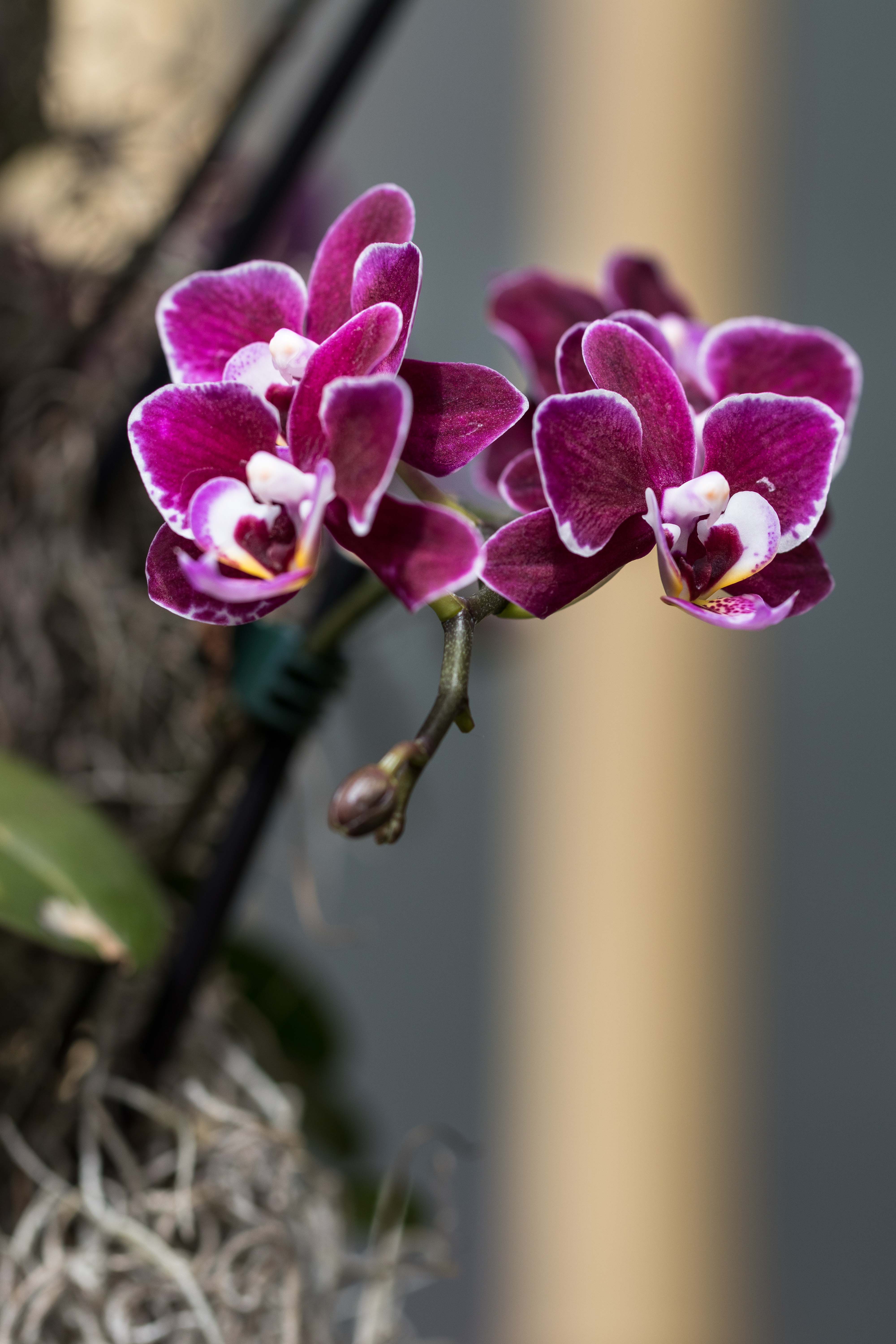 Asia in Bloom Orchid Show, Chicago Botanic Garden | https://www.roseclearfield.com