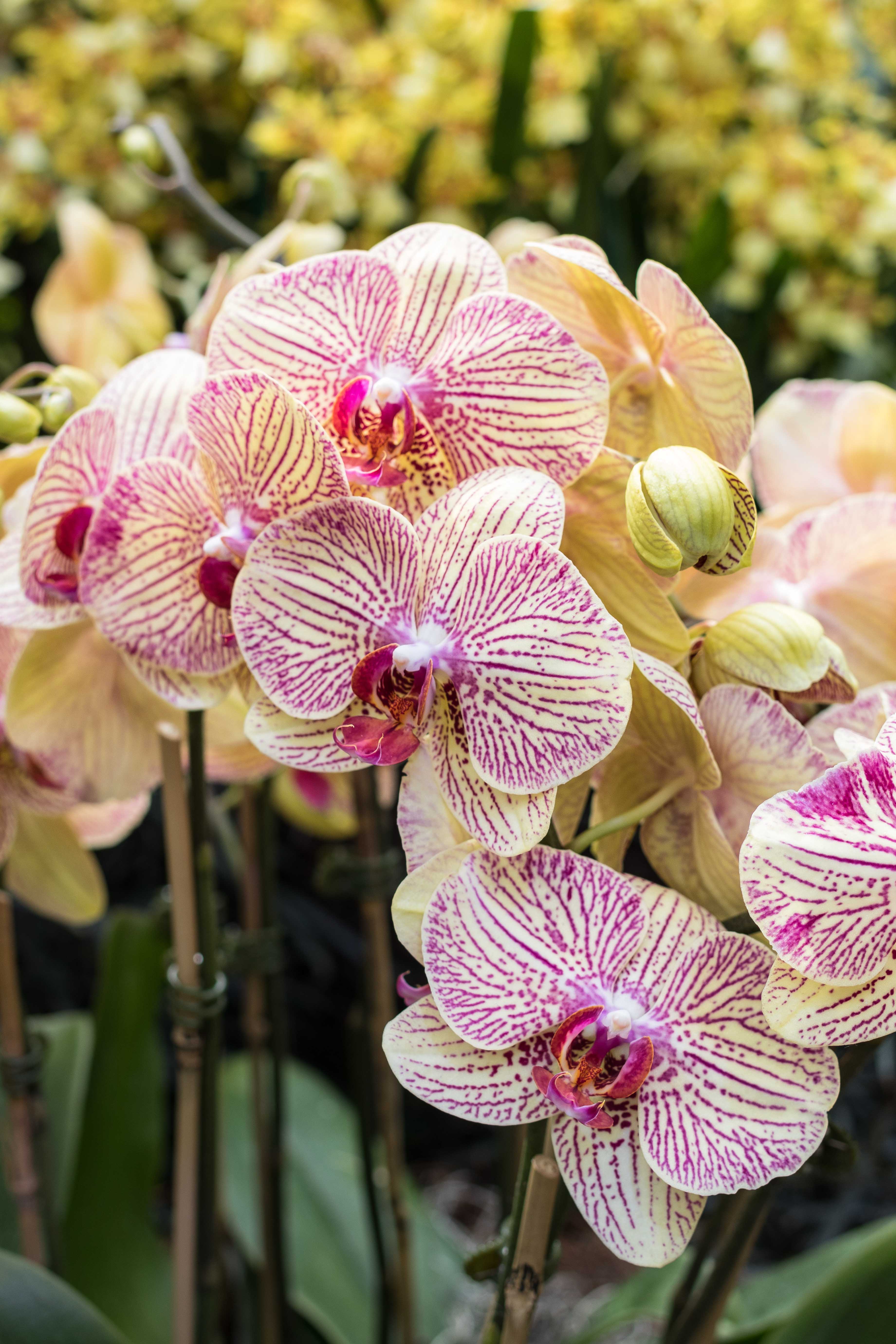 Asia in Bloom Orchid Show, Chicago Botanic Garden | https://www.roseclearfield.com