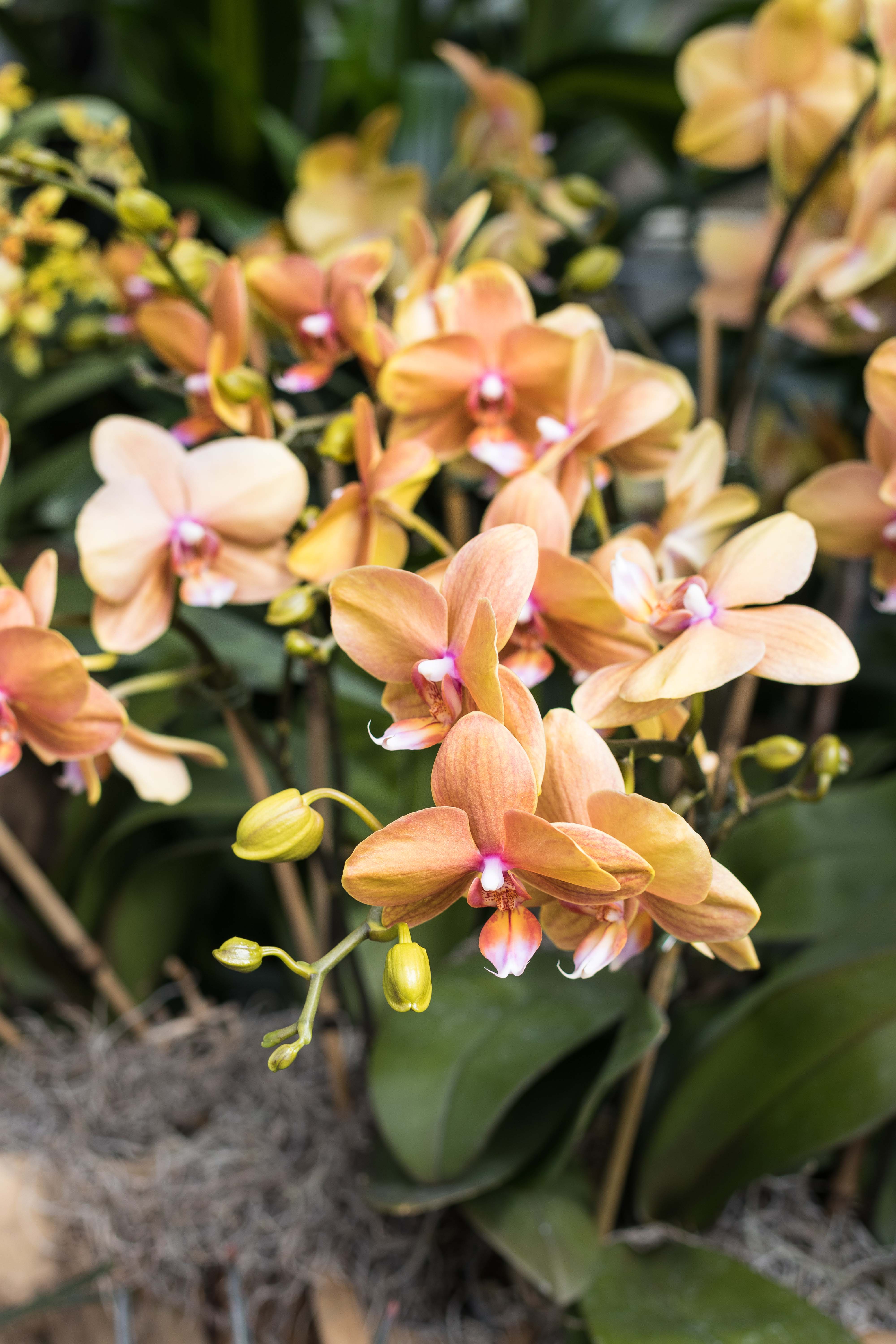 Asia in Bloom Orchid Show, Chicago Botanic Garden | https://www.roseclearfield.com