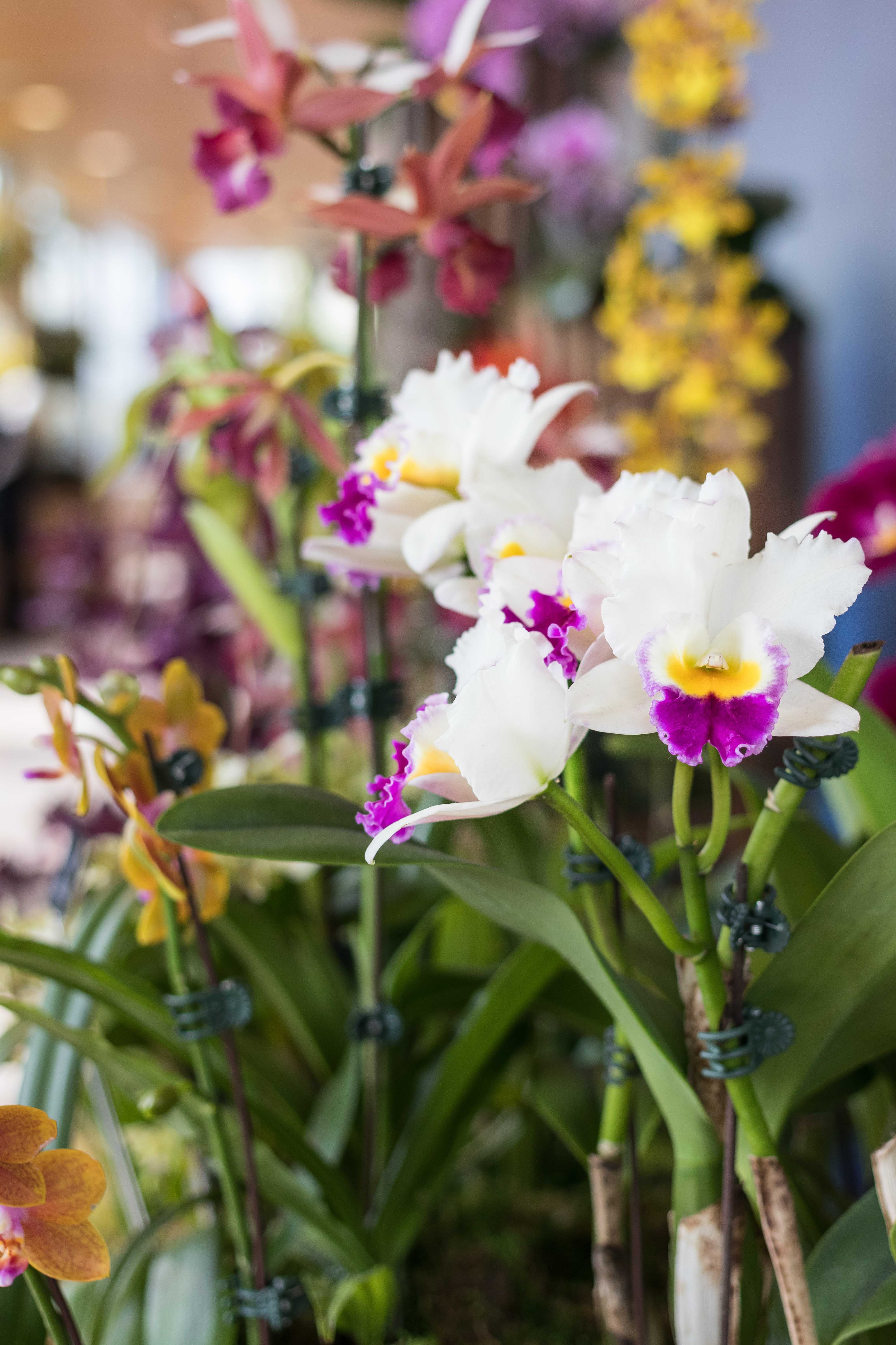 Asia in Bloom Orchid Show, Chicago Botanic Garden | https://www.roseclearfield.com