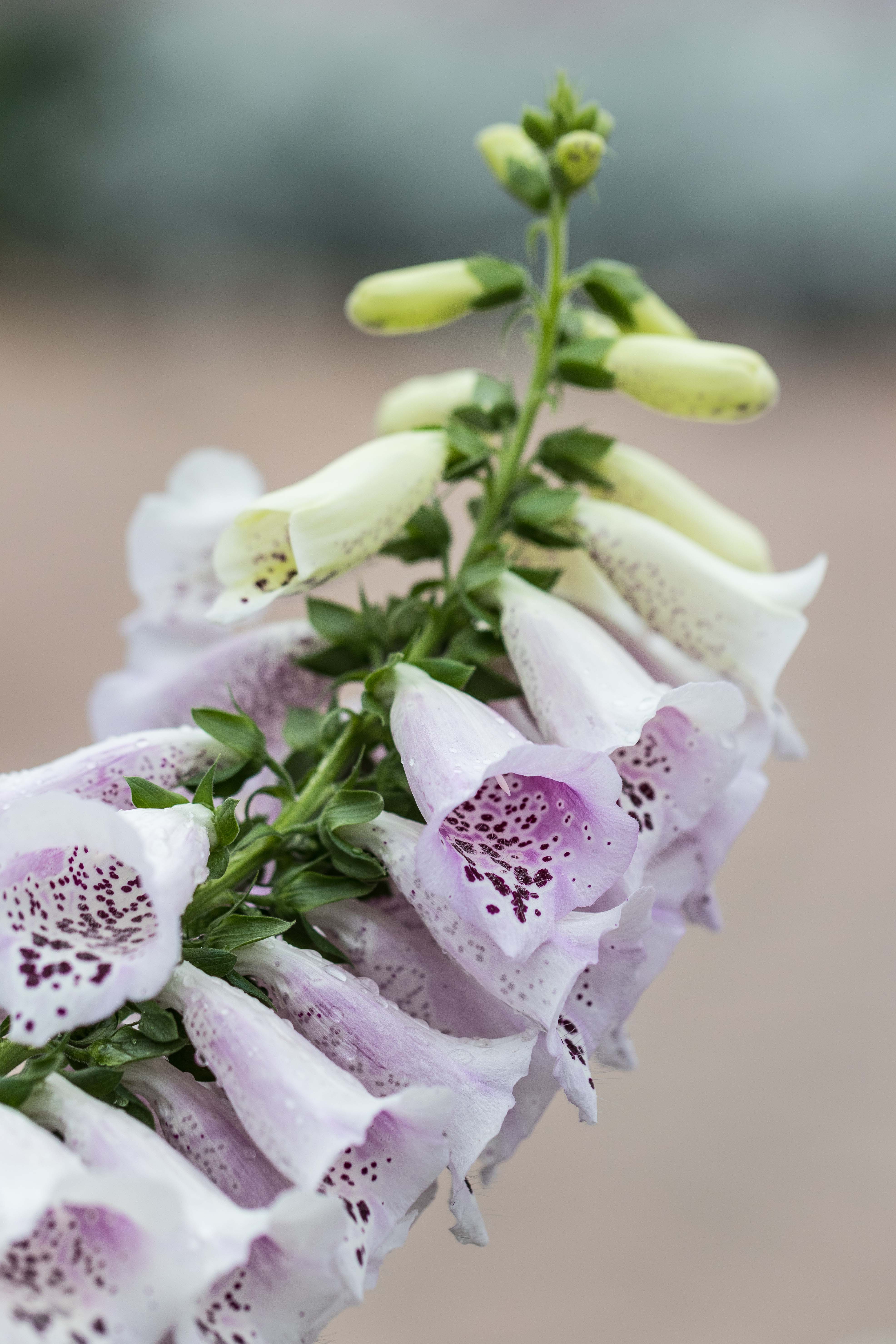 Shakespeare in Love Spring Floral Show at the Mitchell Park Domes | https://www.roseclearfield.com