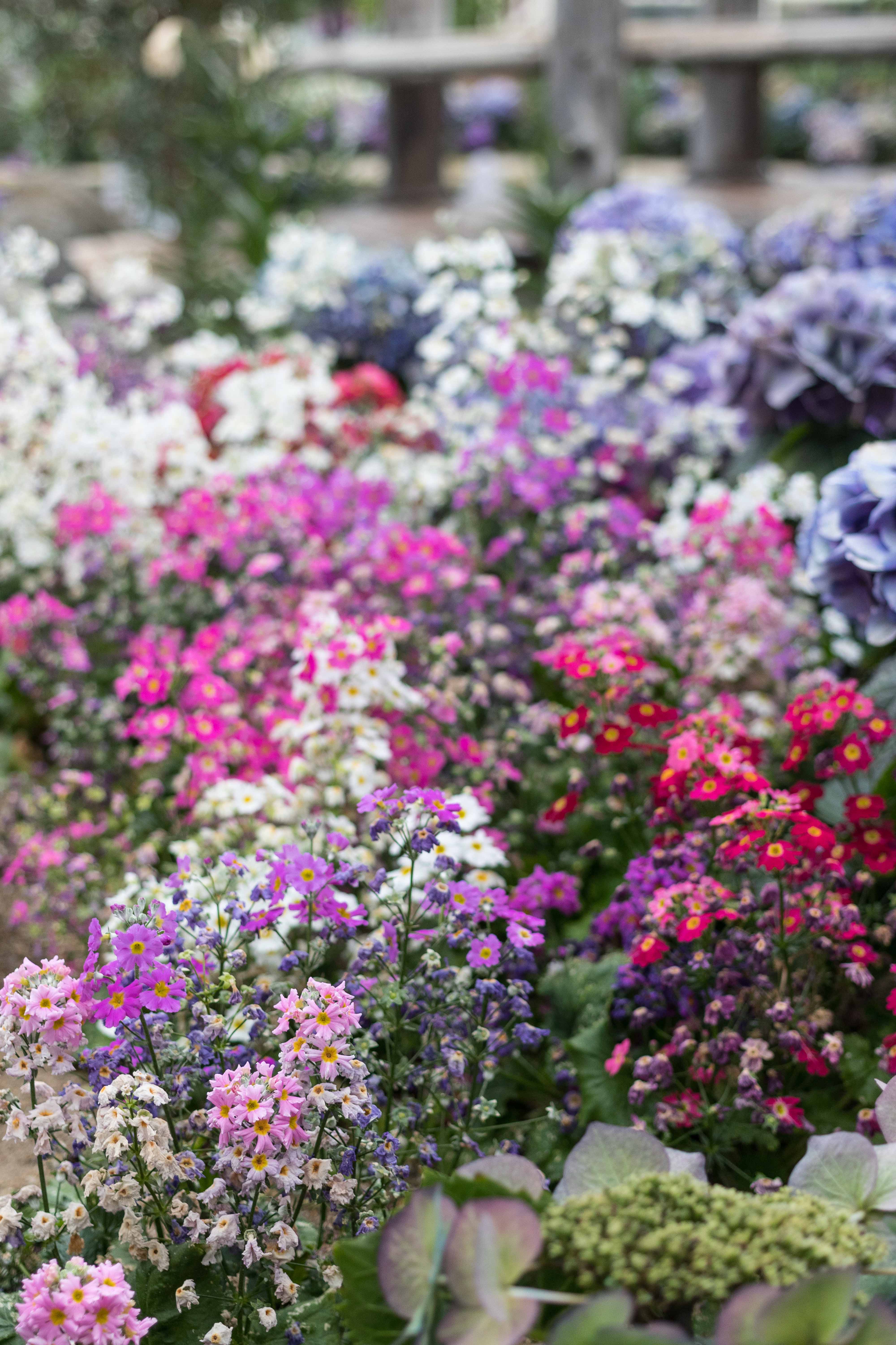 Shakespeare in Love Spring Floral Show at the Mitchell Park Domes | https://www.roseclearfield.com