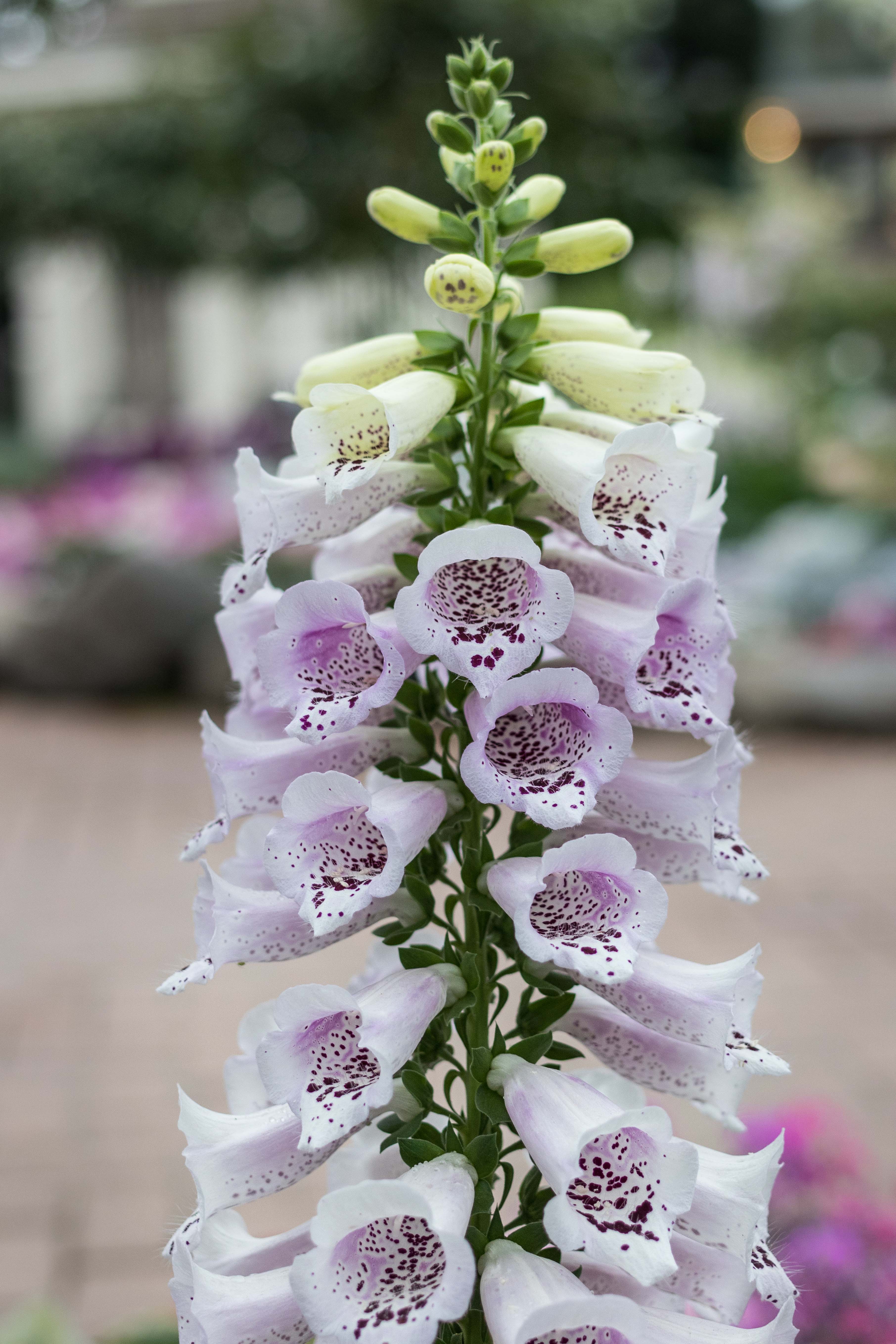 Shakespeare in Love Spring Floral Show at the Mitchell Park Domes | https://www.roseclearfield.com