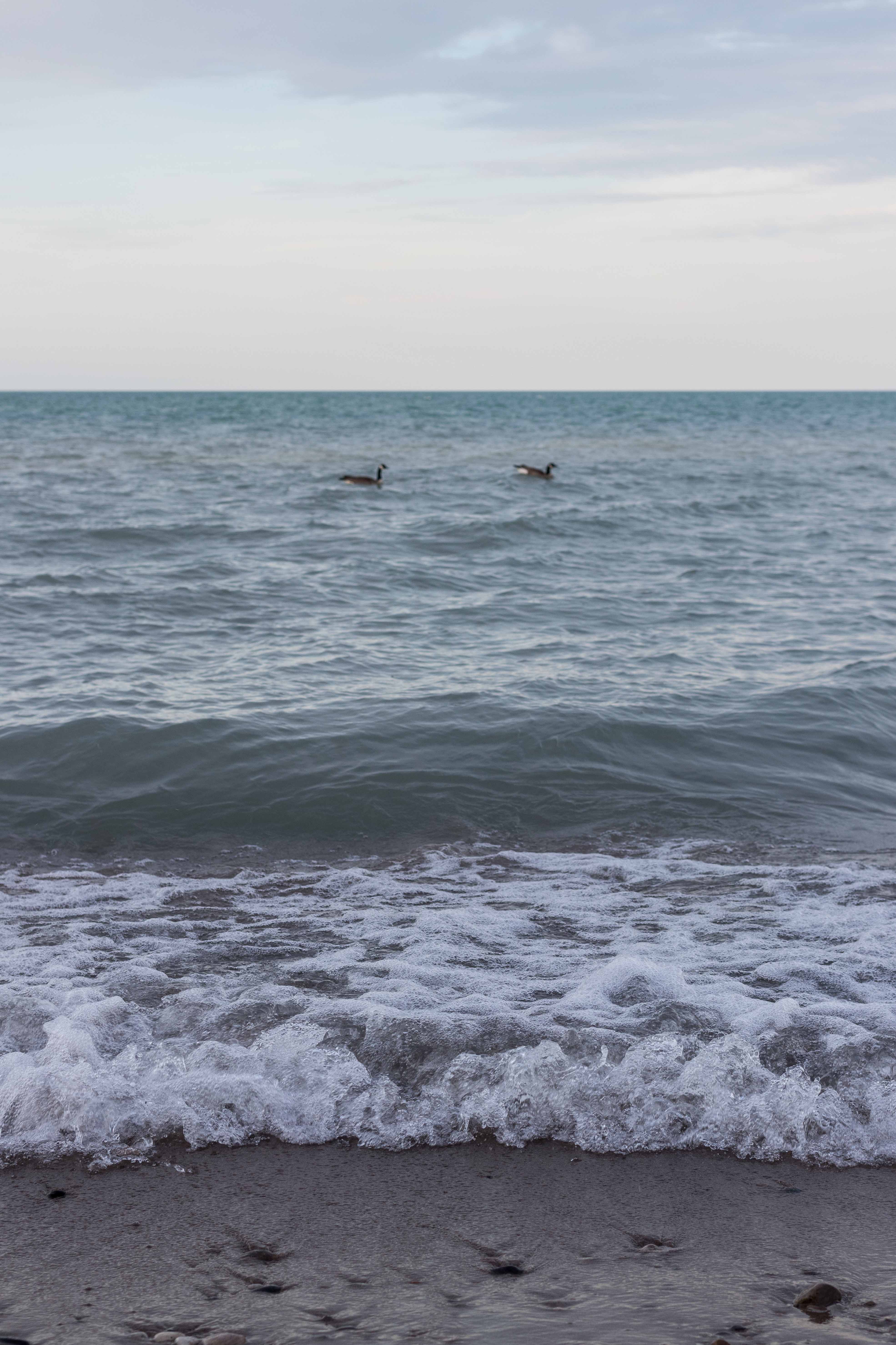 Tommy at the Beach April 2018 | https://www.roseclearfield.com