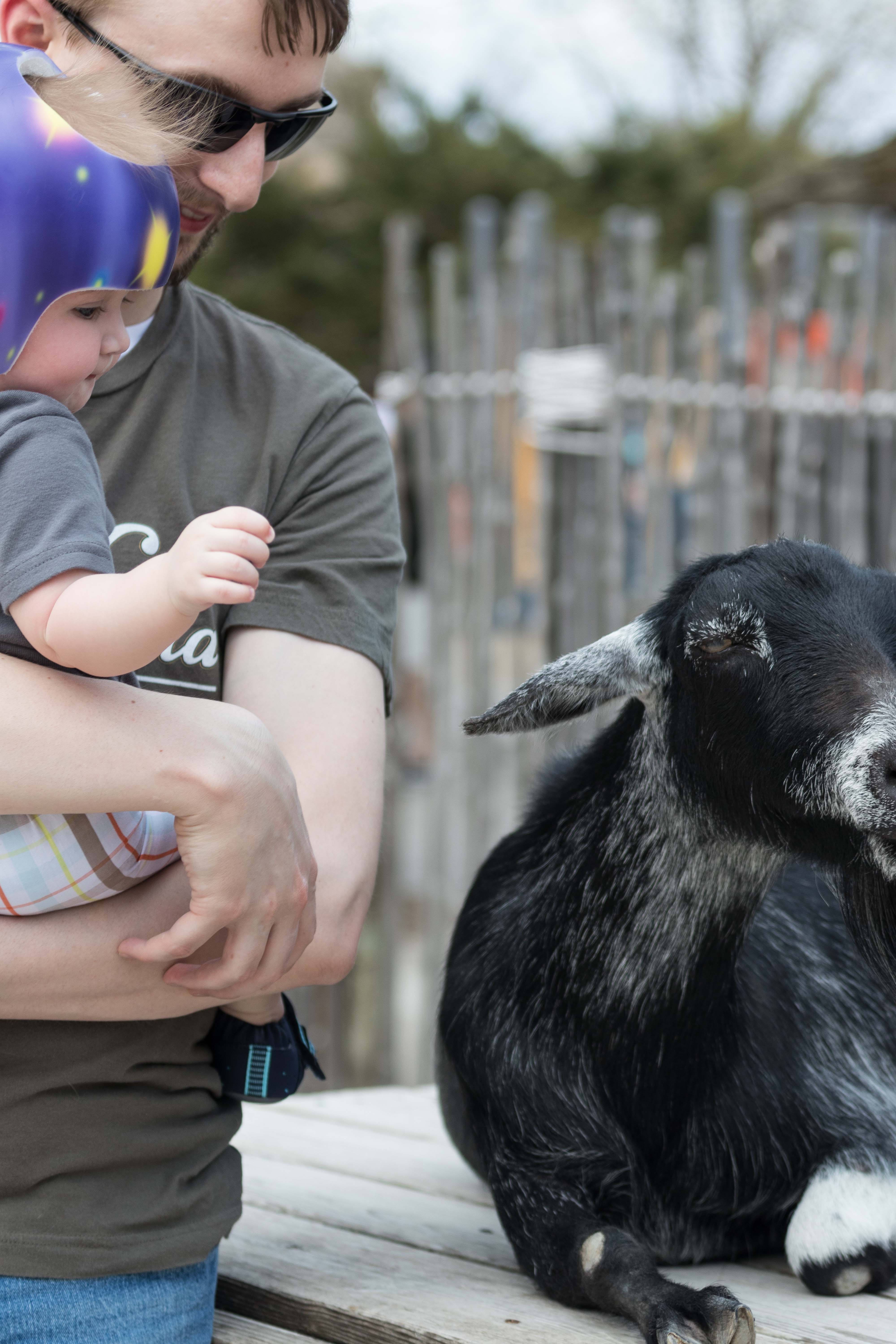 Tommy at the Racine Zoo May 2018 | https://www.roseclearfield.com