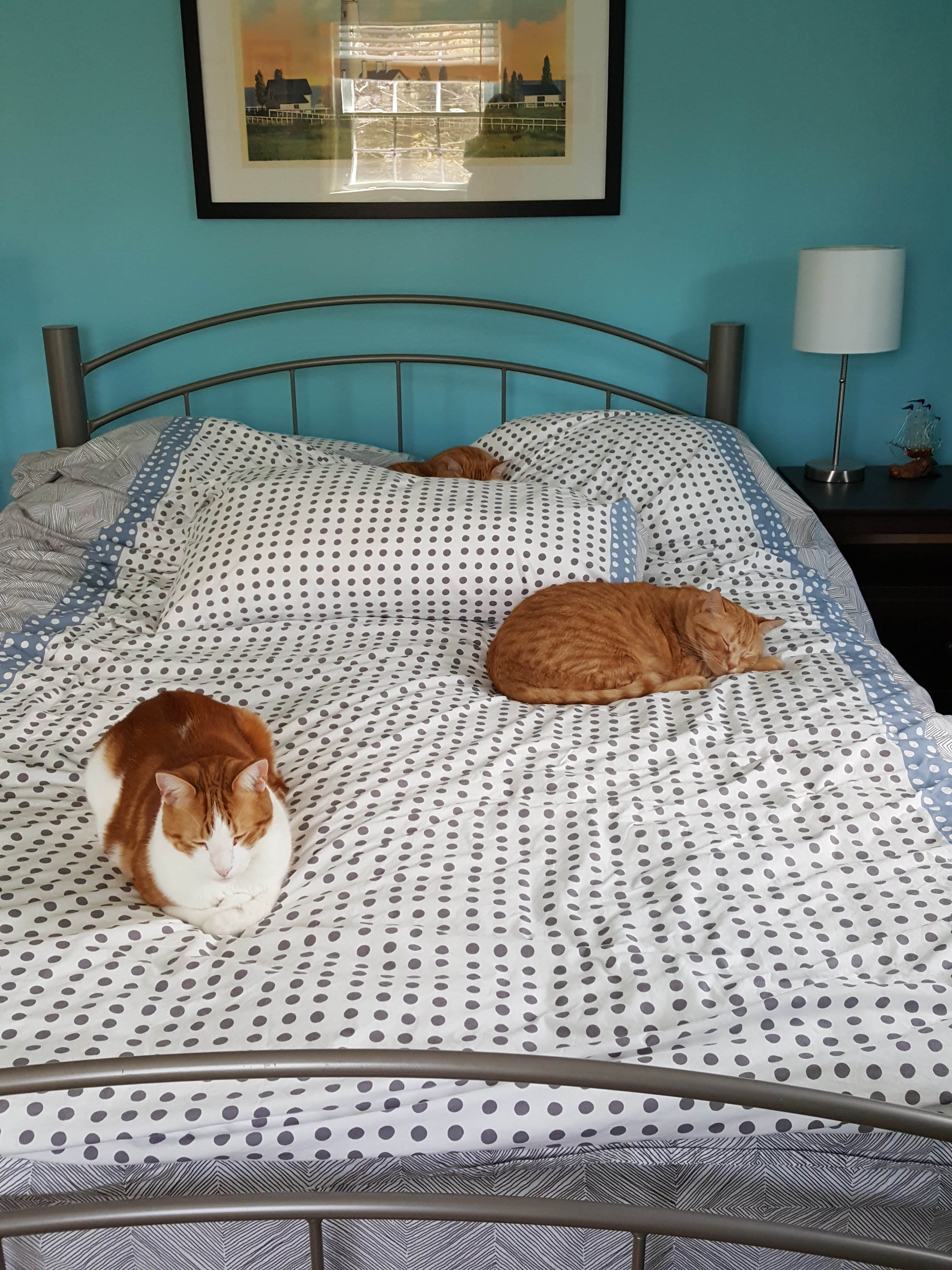 Hobbes, Apollo, and Ares in the Guest Bedroom May 2018 | https://www.roseclearfield.com