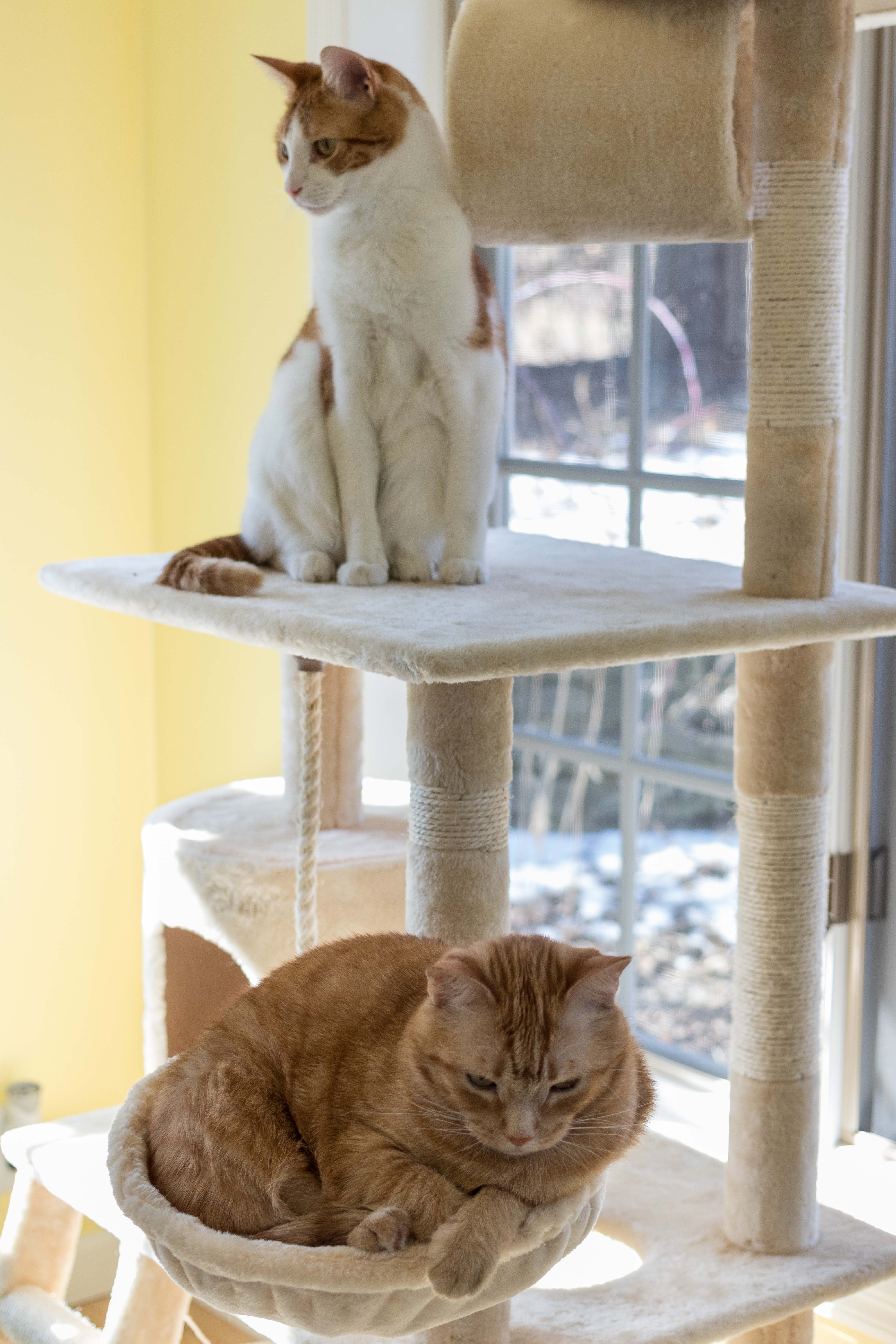 Apollo and Hobbes on the Cat Tree March 2018 | https://www.roseclearfield.com