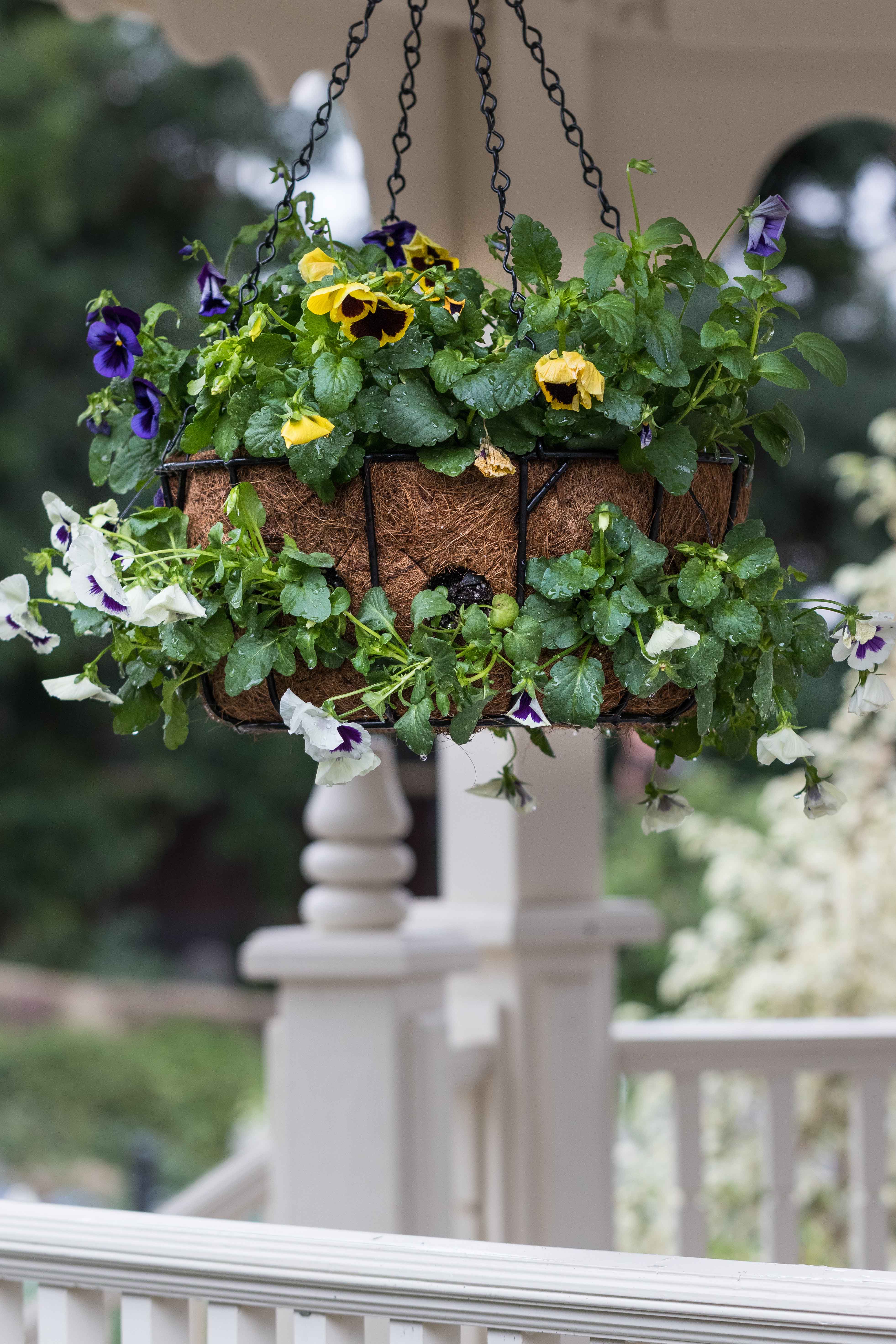 Shakespeare in Love Spring Floral Show at the Mitchell Park Domes | https://www.roseclearfield.com