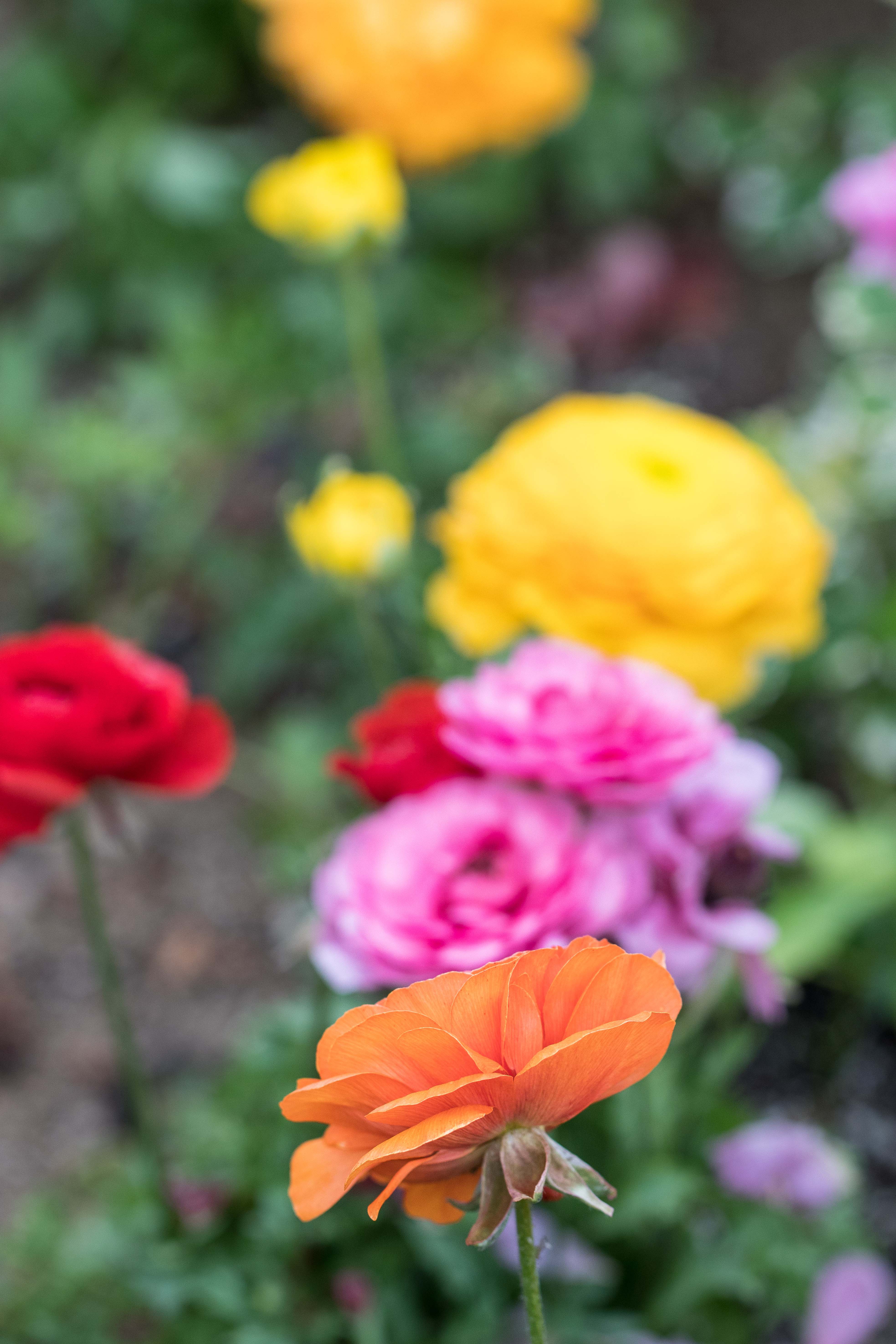 Shakespeare in Love Spring Floral Show at the Mitchell Park Domes | https://www.roseclearfield.com