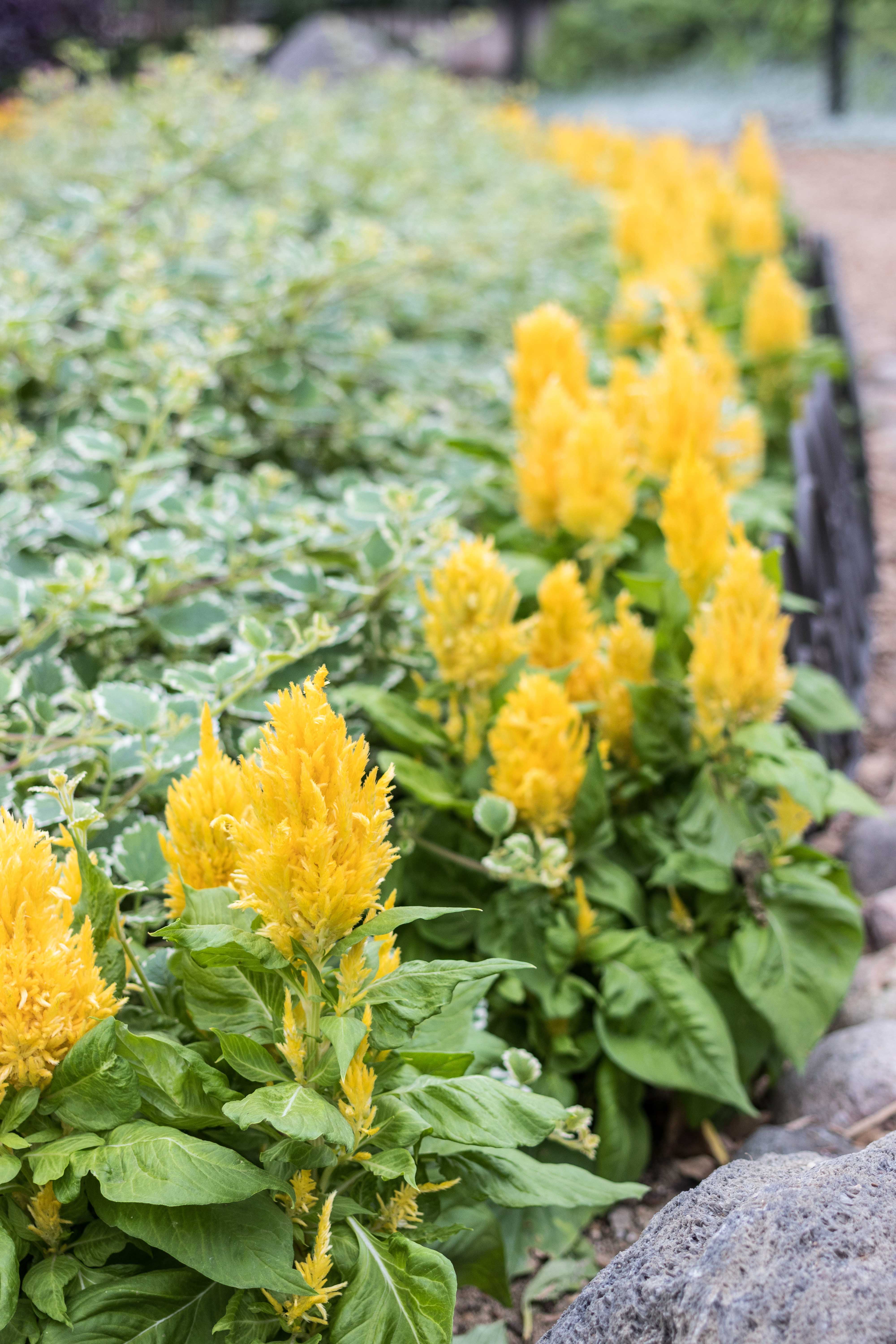 Shakespeare To Bee or Not To Bee Summer Floral Show at the Domes | https://www.roseclearfield.com