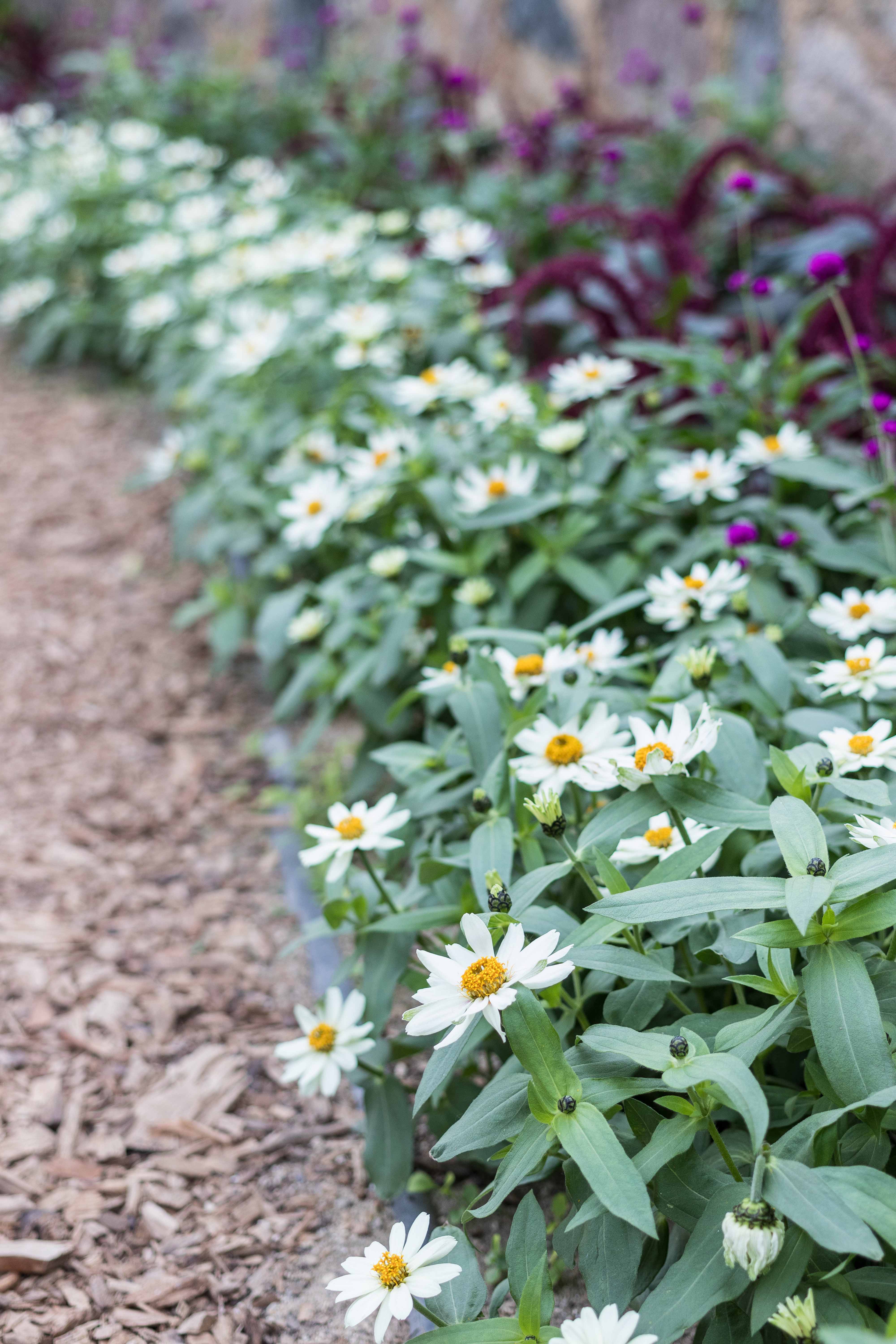 Shakespeare To Bee or Not To Bee Summer Floral Show at the Domes | https://www.roseclearfield.com