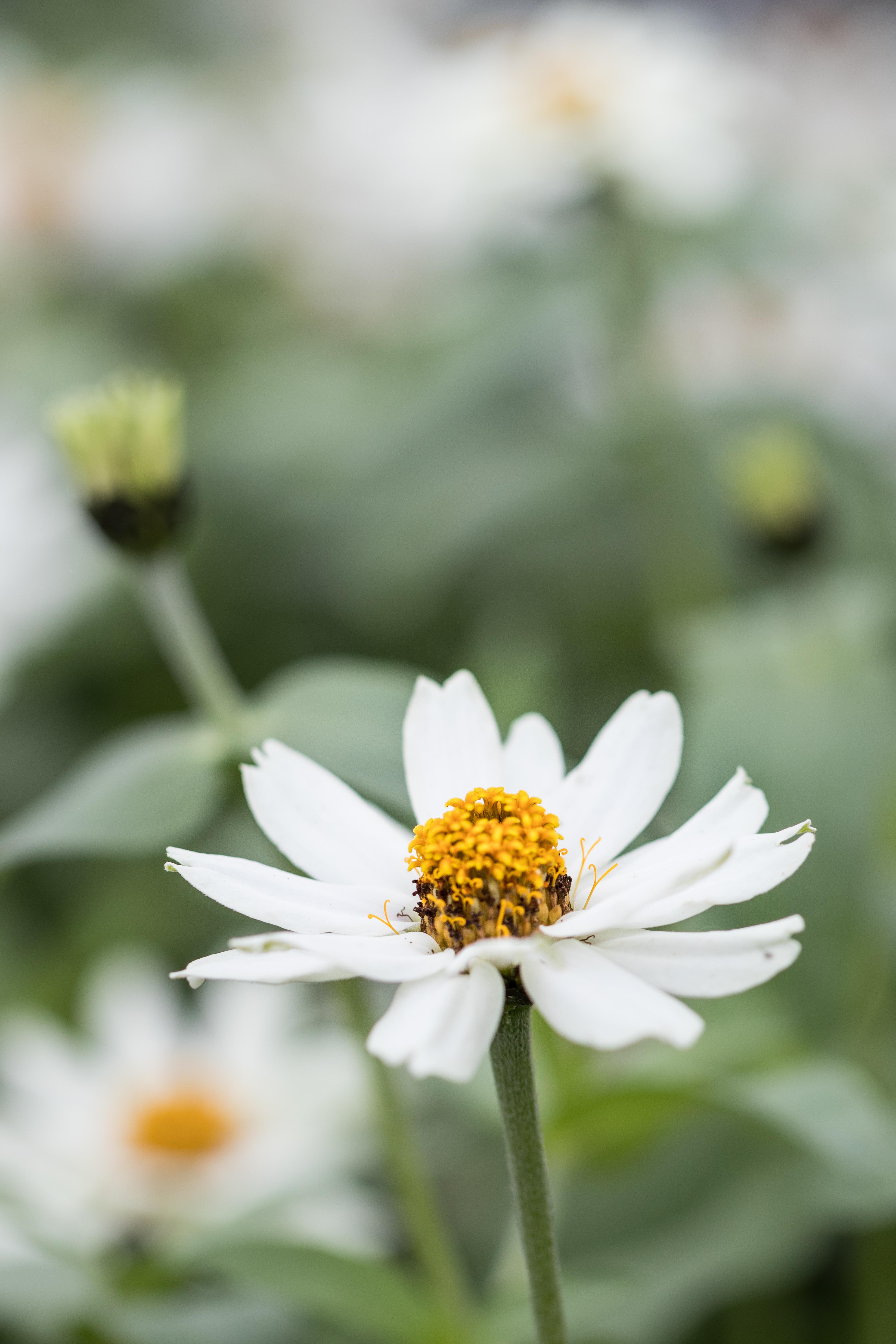 Shakespeare To Bee or Not To Bee Summer Floral Show at the Domes | https://www.roseclearfield.com