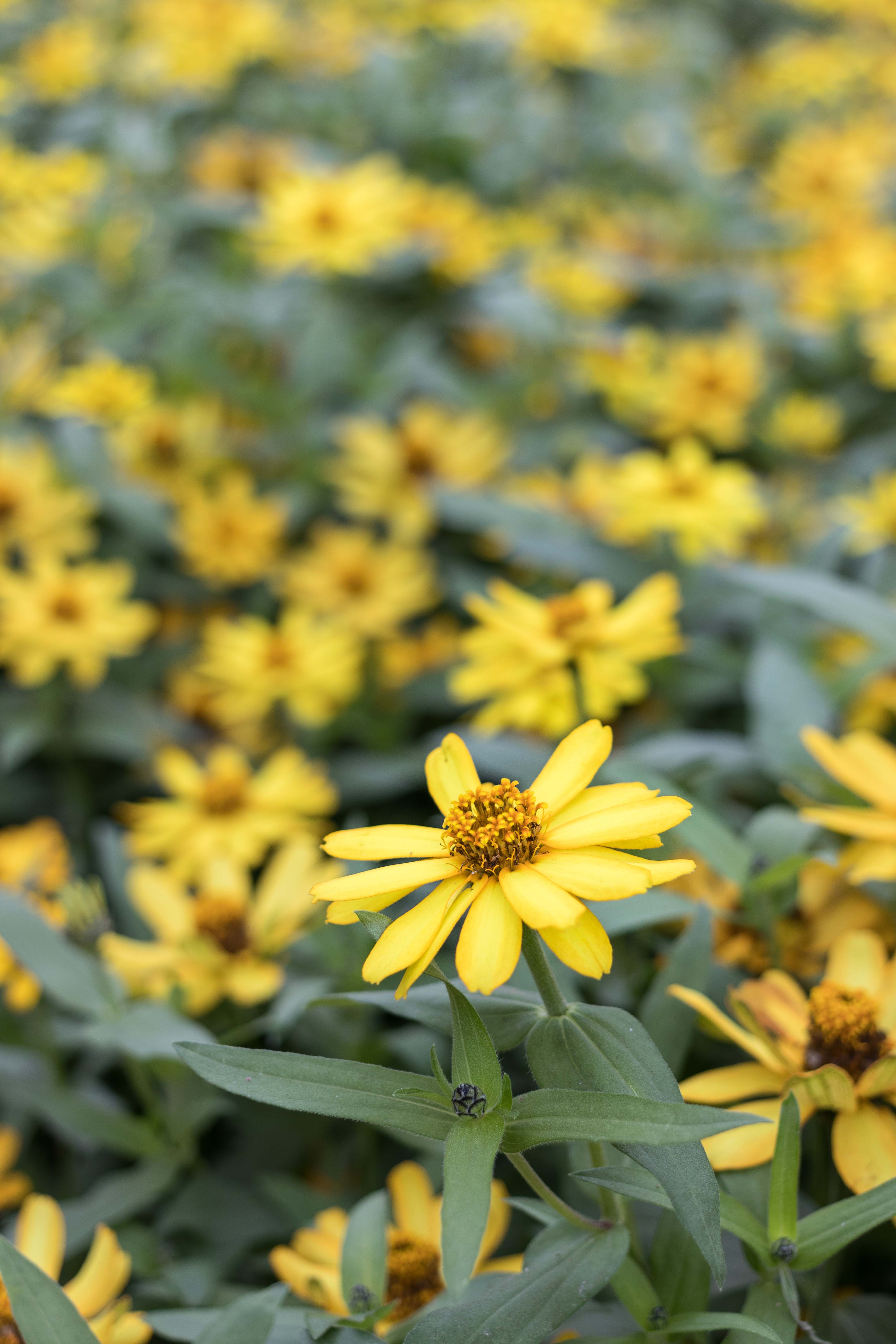 Shakespeare To Bee or Not To Bee Summer Floral Show at the Domes | https://www.roseclearfield.com