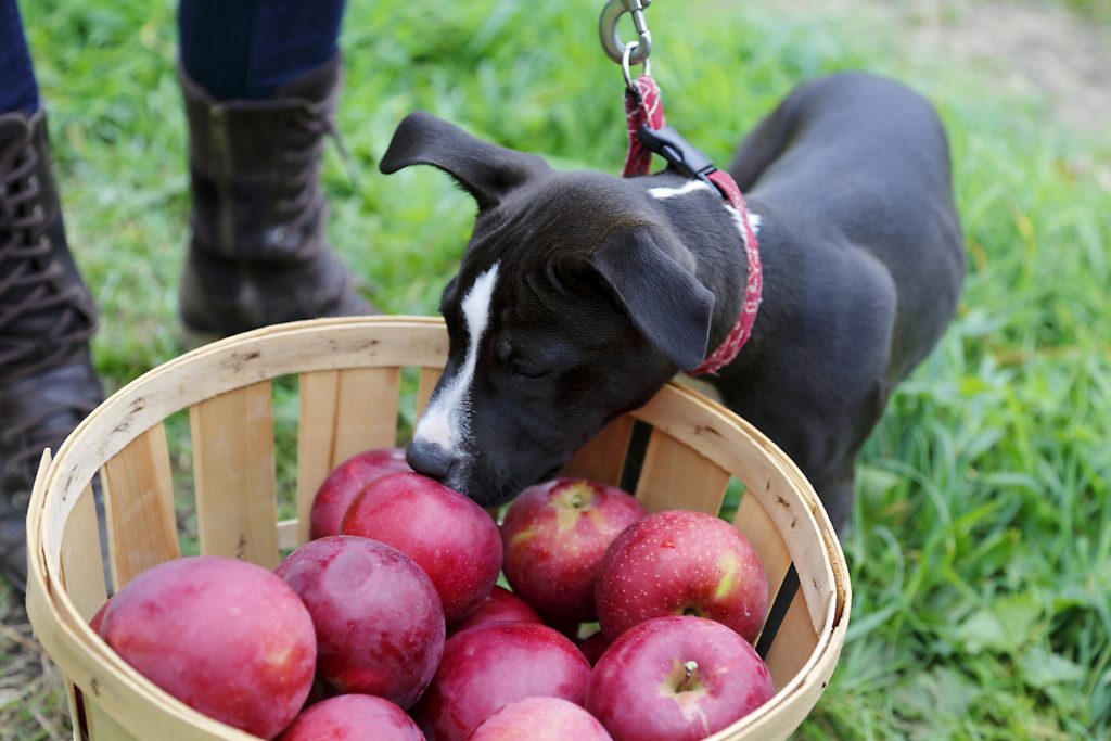20 Creative Fall Photography Ideas - Barlett's Apple Orchard by Ogden Gigli via Flickr