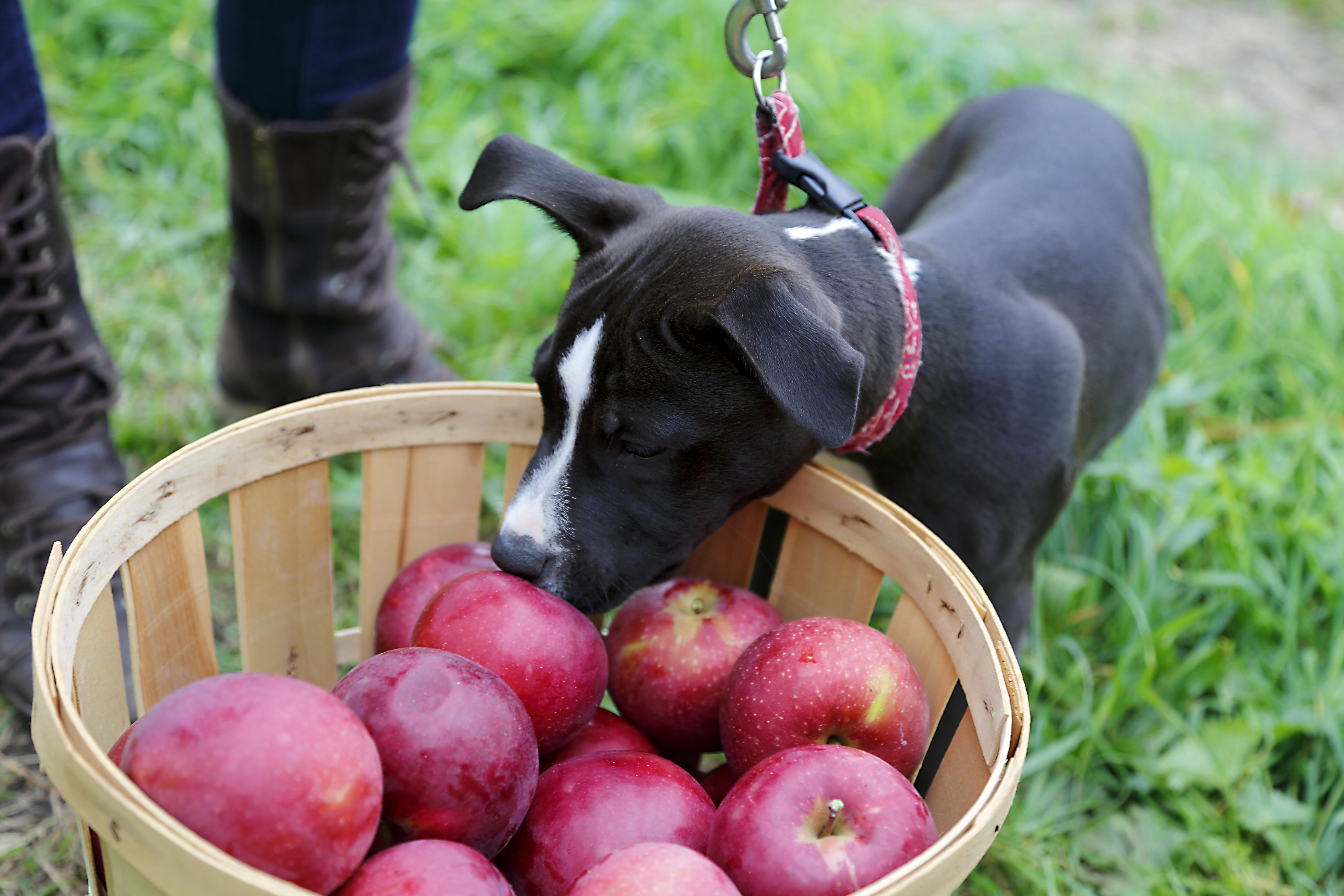 20 Creative Fall Photography Ideas - Barlett's Apple Orchard by Ogden Gigli via Flickr | https://www.roseclearfield.com