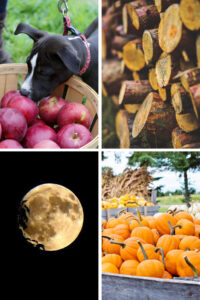 20 Creative Fall Photography Ideas Collage