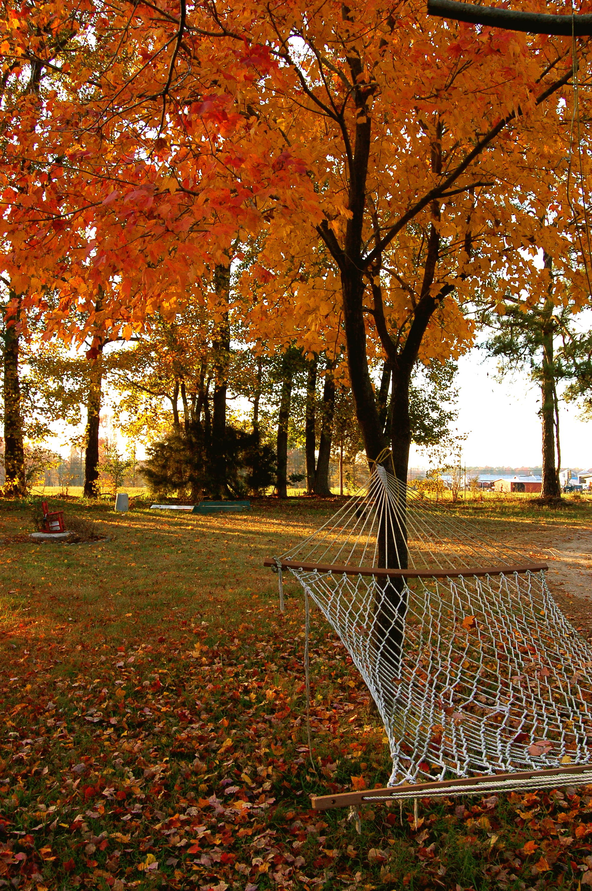 20 Creative Fall Photography Ideas - Fall Hammock by Taber Andrew Bain via Flickr | https://www.roseclearfield.com