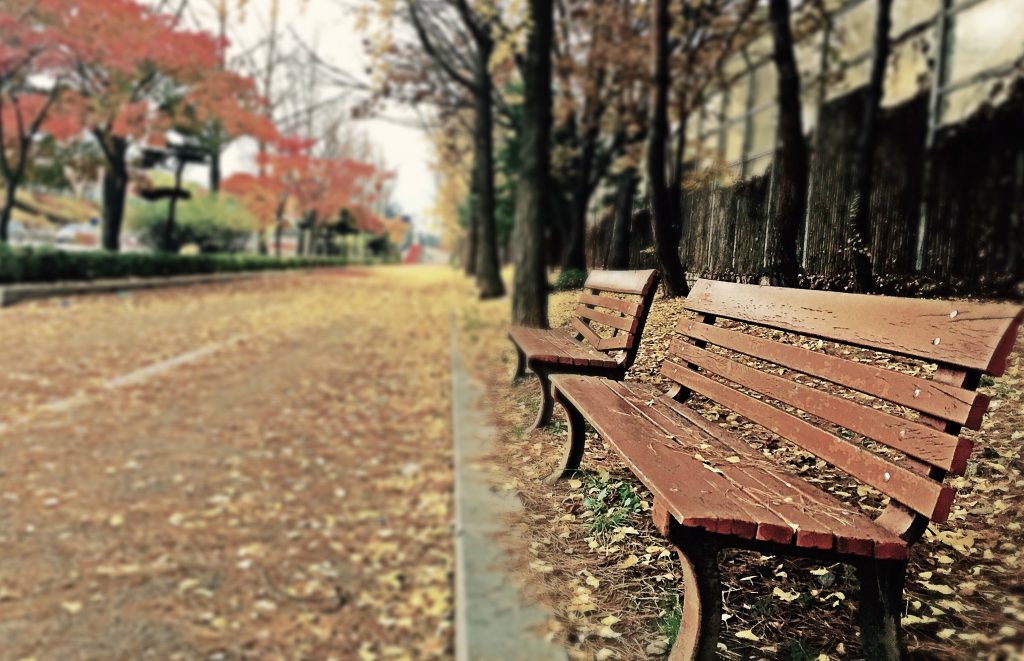 20 Creative Fall Photography Ideas - Brown Wooden Bench with Brown Dried Leaves by Zino Bang via Pexels