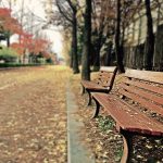 20 Creative Fall Photography Ideas - Brown Wooden Bench with Brown Dried Leaves by Zino Bang via Pexels | https://www.roseclearfield.com