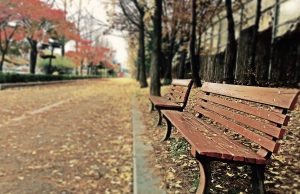 20 Creative Fall Photography Ideas - Brown Wooden Bench with Brown Dried Leaves by Zino Bang via Pexels | https://www.roseclearfield.com