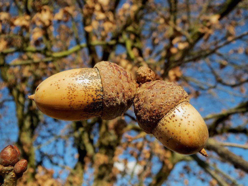 20 Creative Fall Photography Ideas - Oak Quercus Robur English Tree via Pixabay