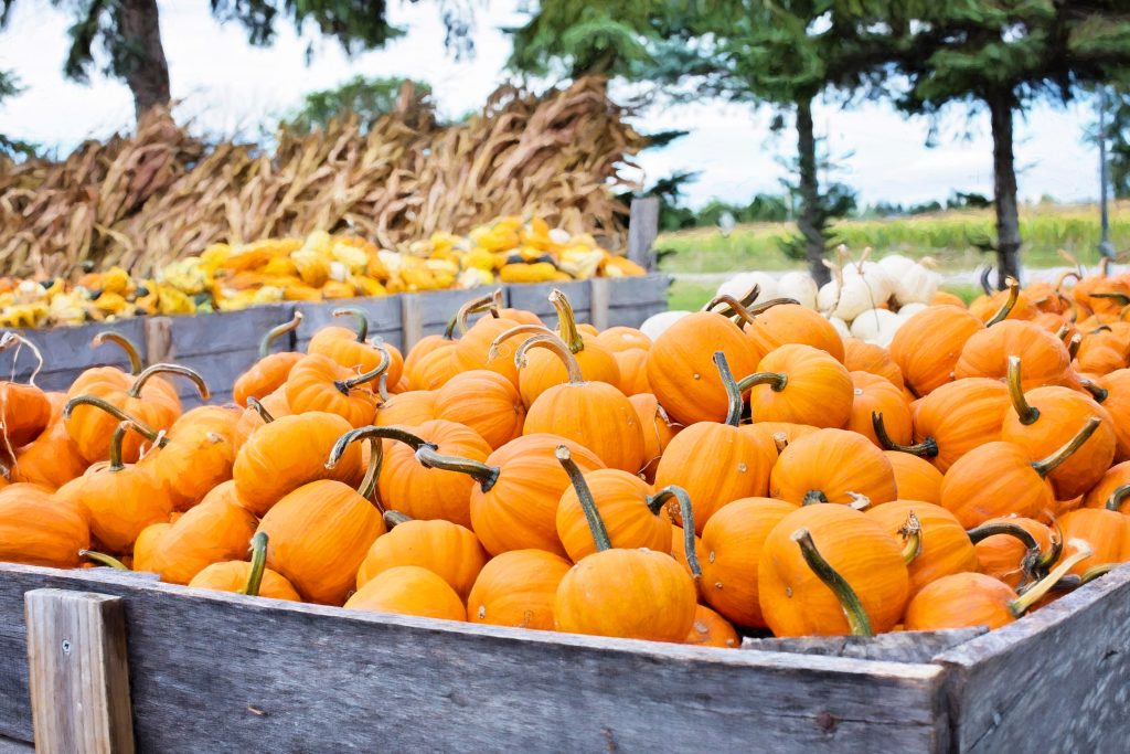 20 Creative Fall Photography Ideas - Farmers Market by jill111 via Pixabay
