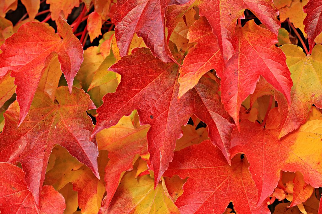 20 Creative Fall Photography Ideas - Red Autumn Leaves via Pixabay