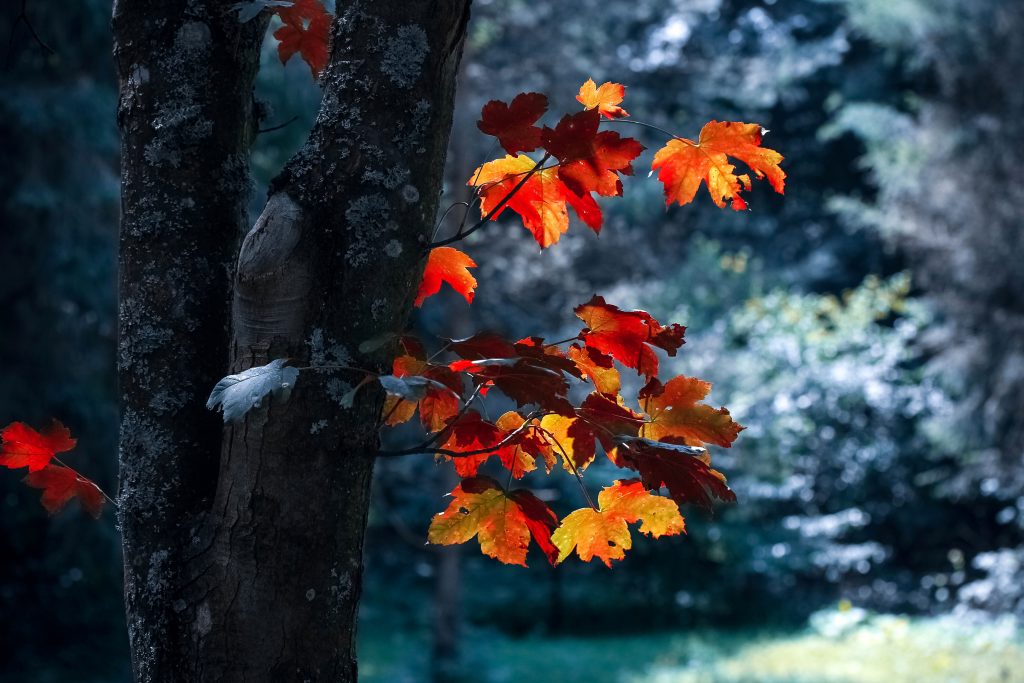 20 Creative Fall Photography Ideas - Autumn Leaves by Vali S. via Pexels
