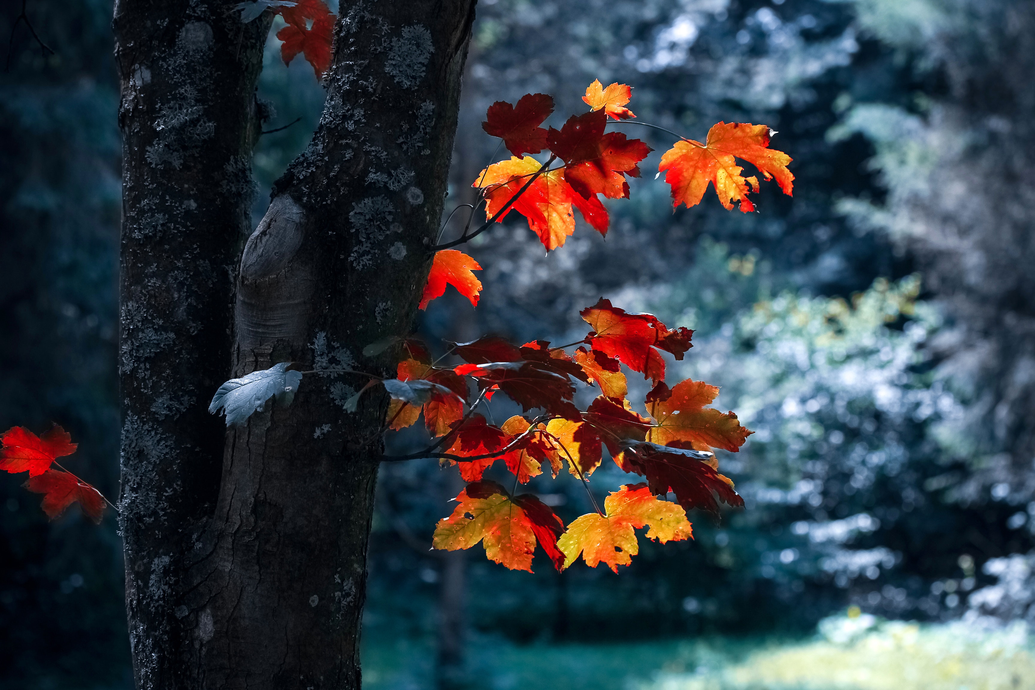 20 Creative Fall Photography Ideas - Autumn Leaves by Vali S. via Pexels | https://www.roseclearfield.com